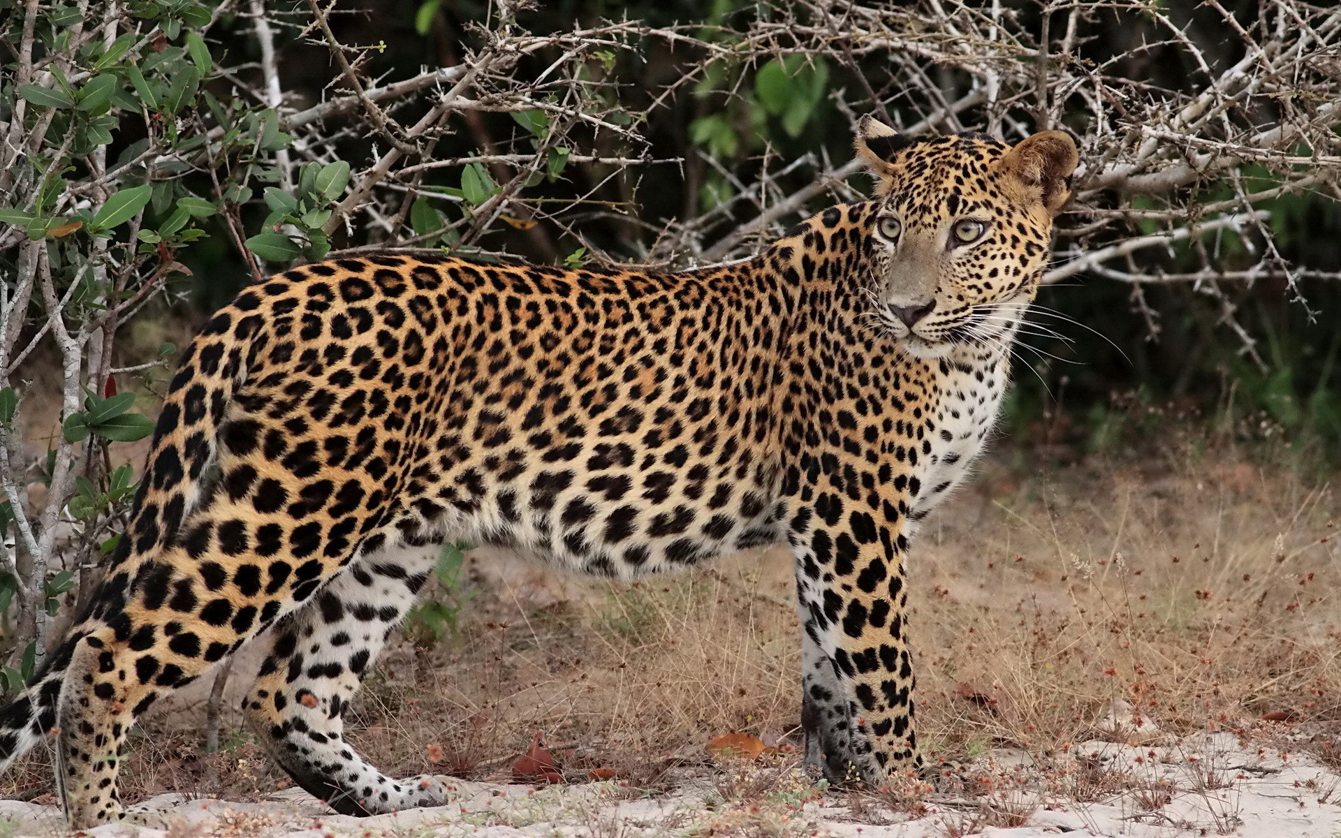309100 baixar imagens animais, leopardo, gatos - papéis de parede e protetores de tela gratuitamente