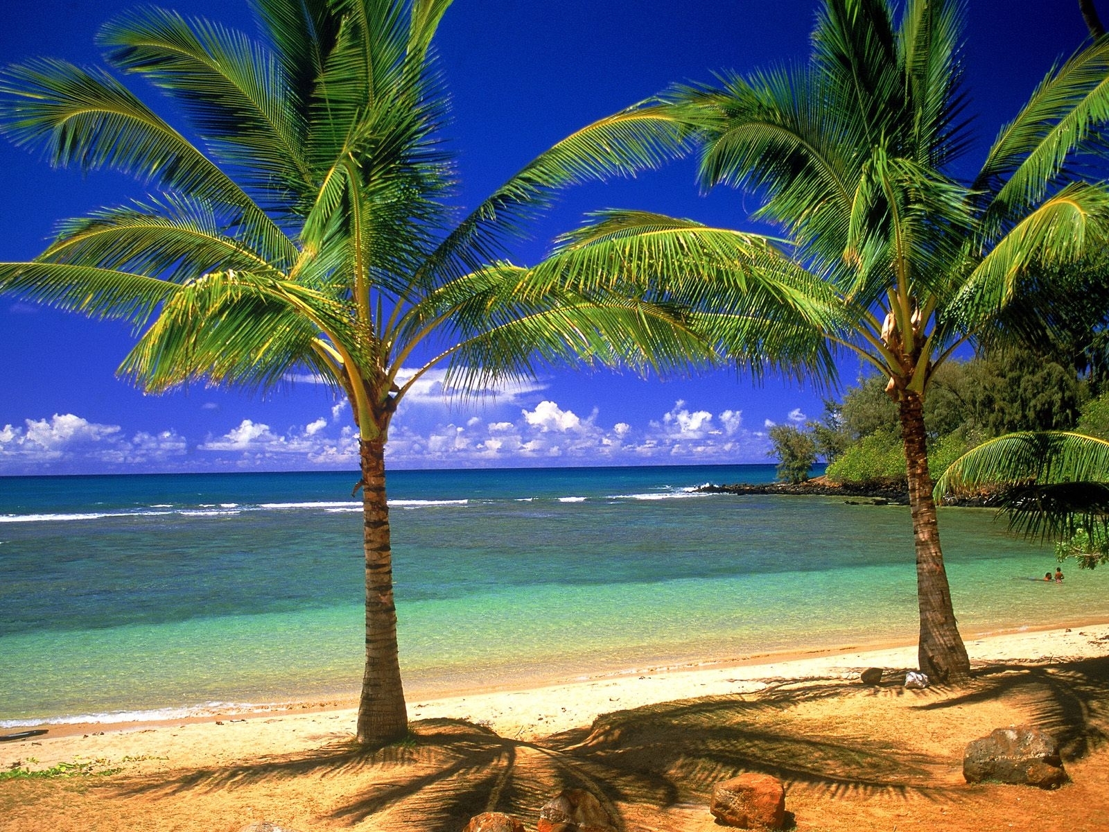 beach, palms, landscape, trees, sea