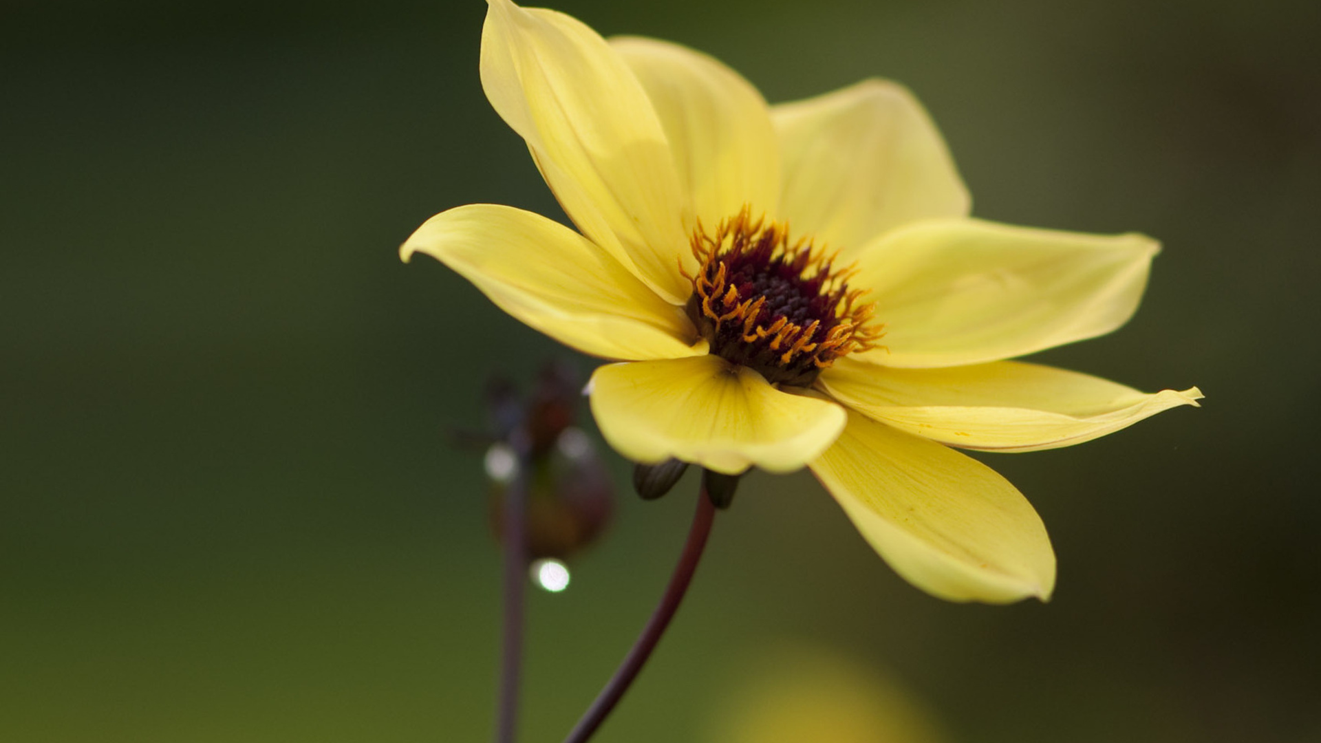 Желтый цветок один