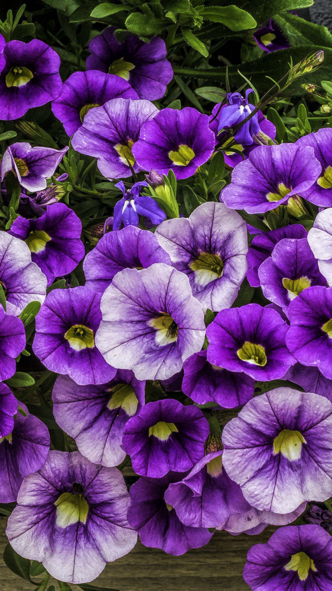 earth, petunia, flower, purple flower, flowers 4K Ultra