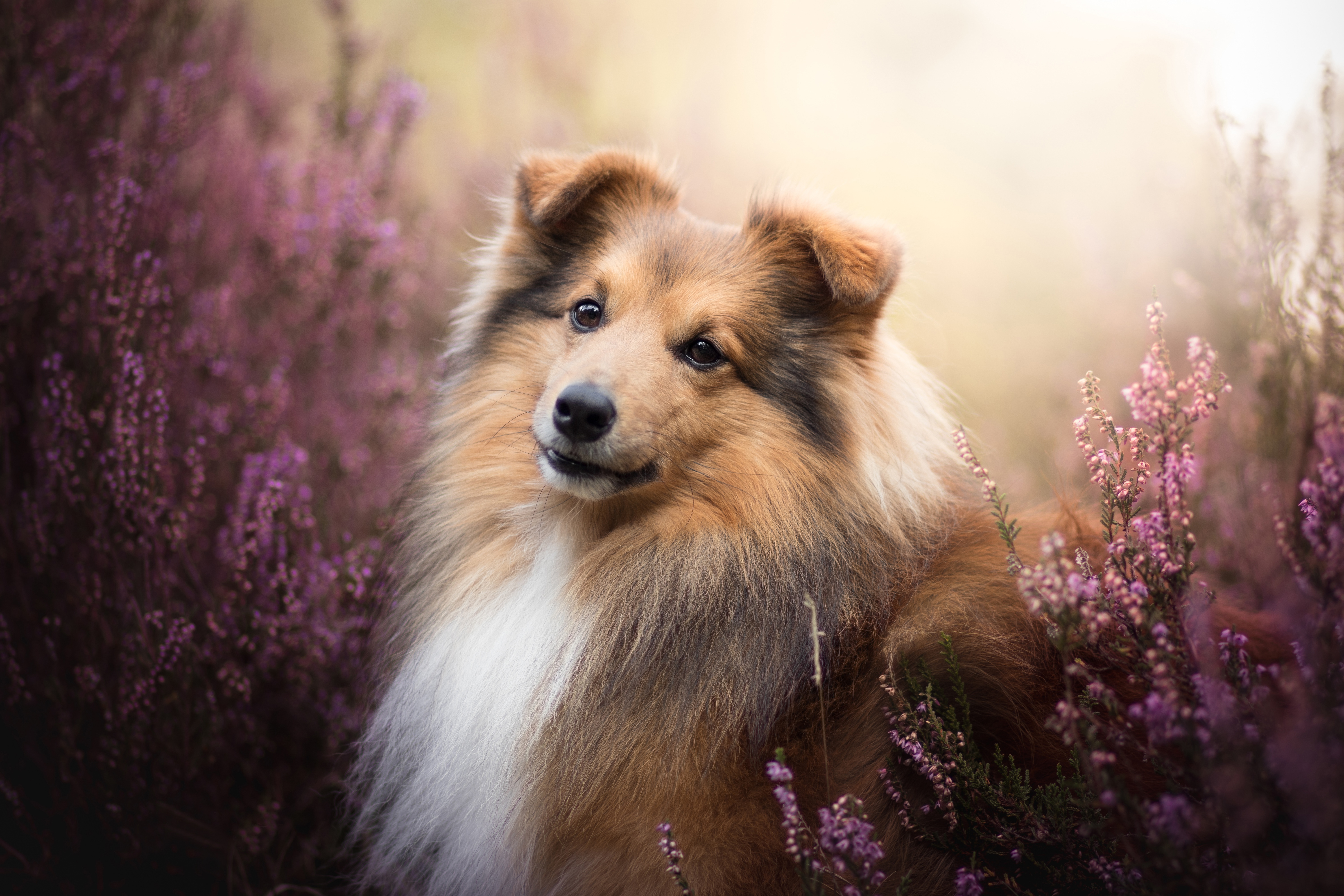 android animal, shetland sheepdog, depth of field, dog, purple flower, dogs
