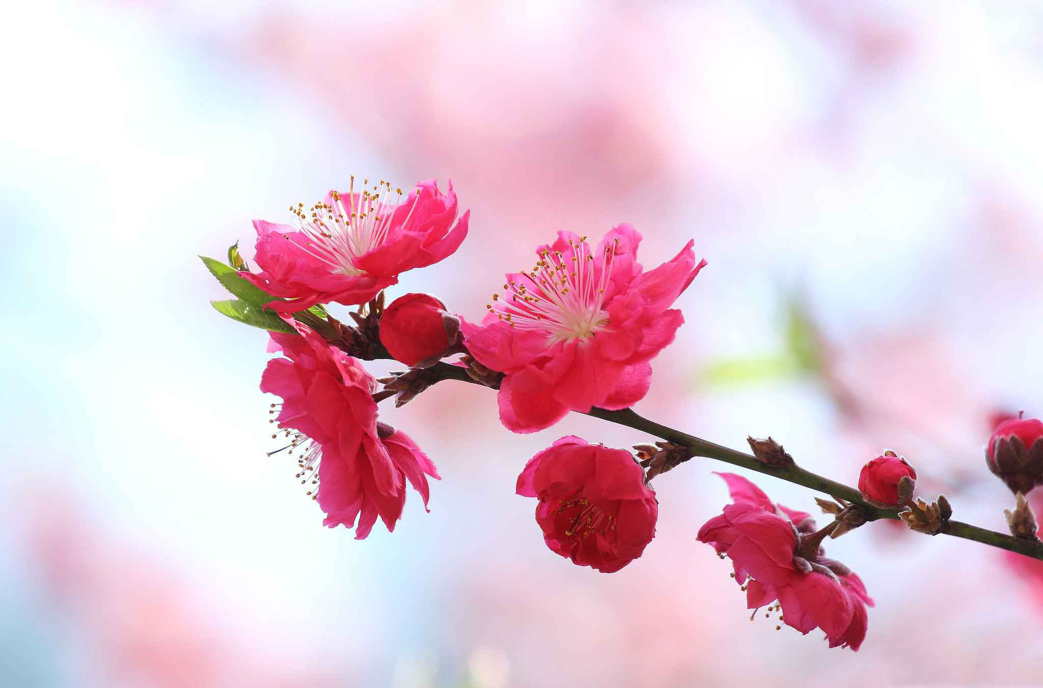 Ветка цветущей сакуры. Ветка ампельная Сакура. Ветка Сакуры. Весенние цветы.