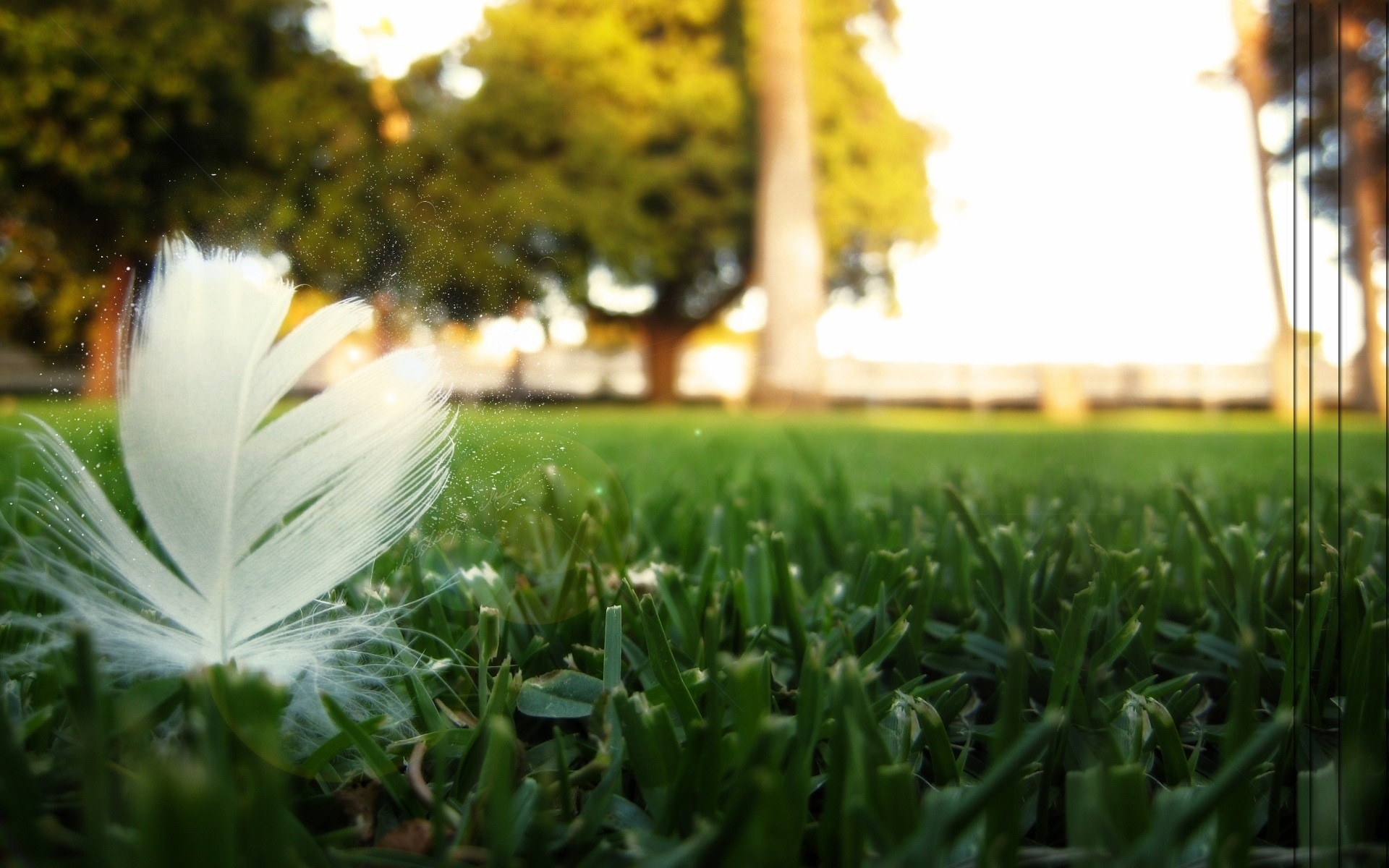 Download mobile wallpaper Grass, Feather, Background for free.