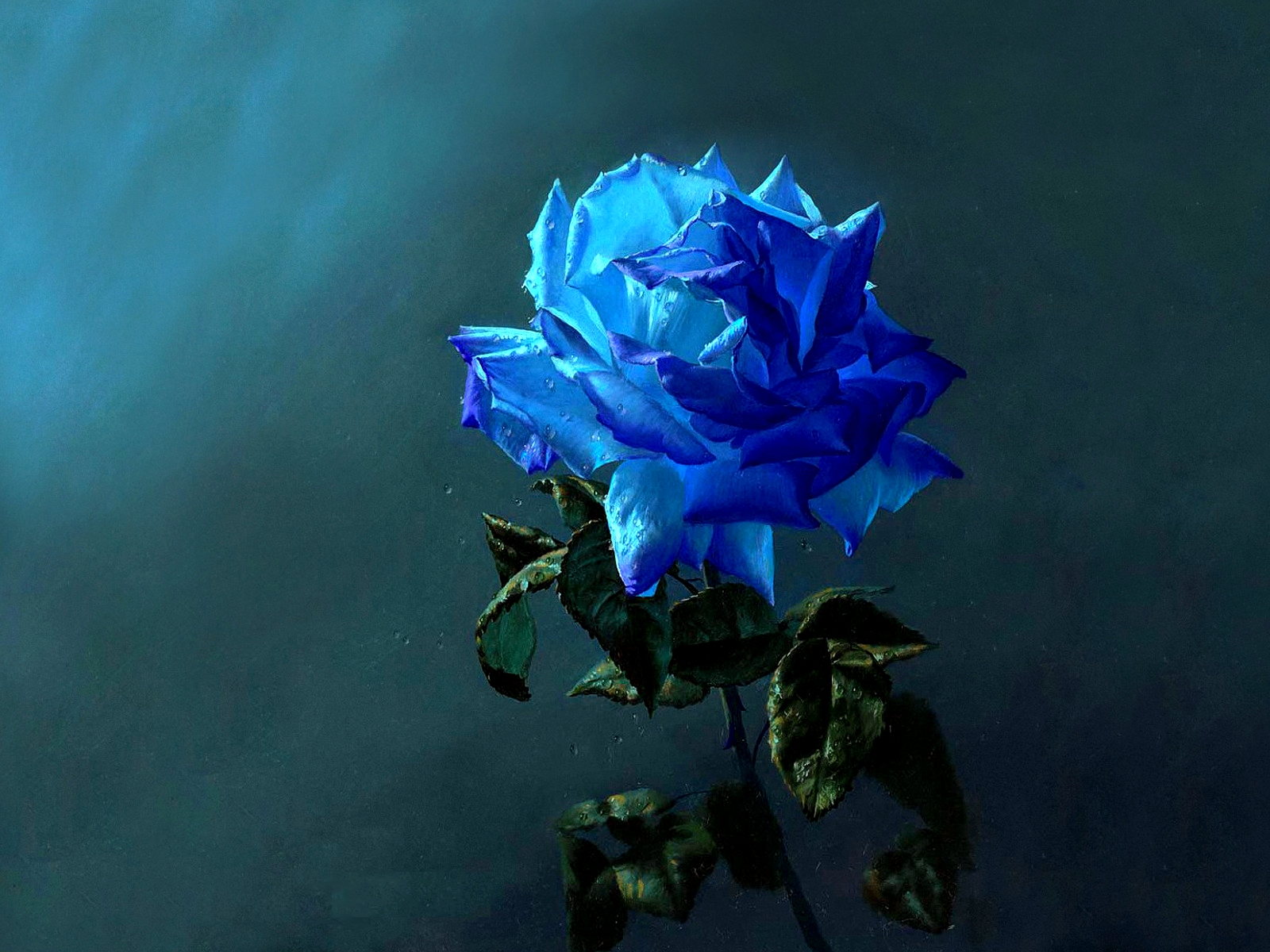 Популярные заставки и фоны Голубая Роза на компьютер