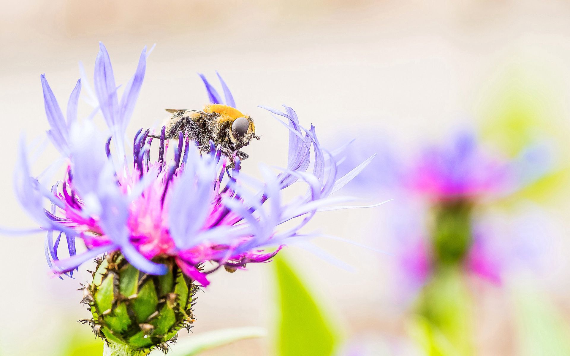 flower, macro, bee, pollination Smartphone Background