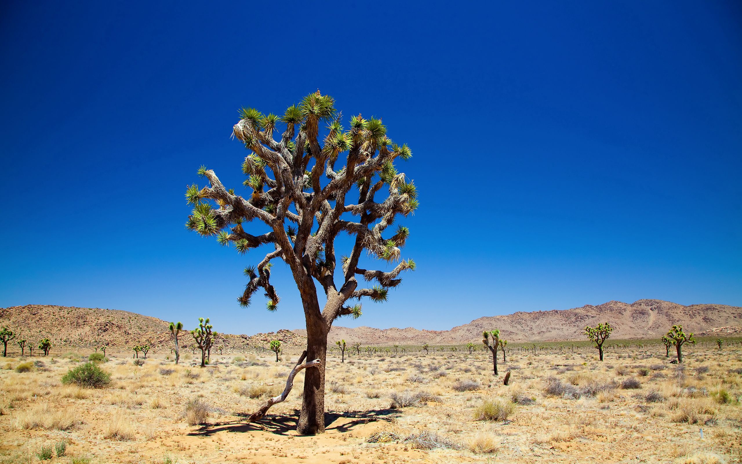 Laden Sie das Wüste, Holz, Vegetation, Natur, Baum-Bild kostenlos auf Ihren PC-Desktop herunter