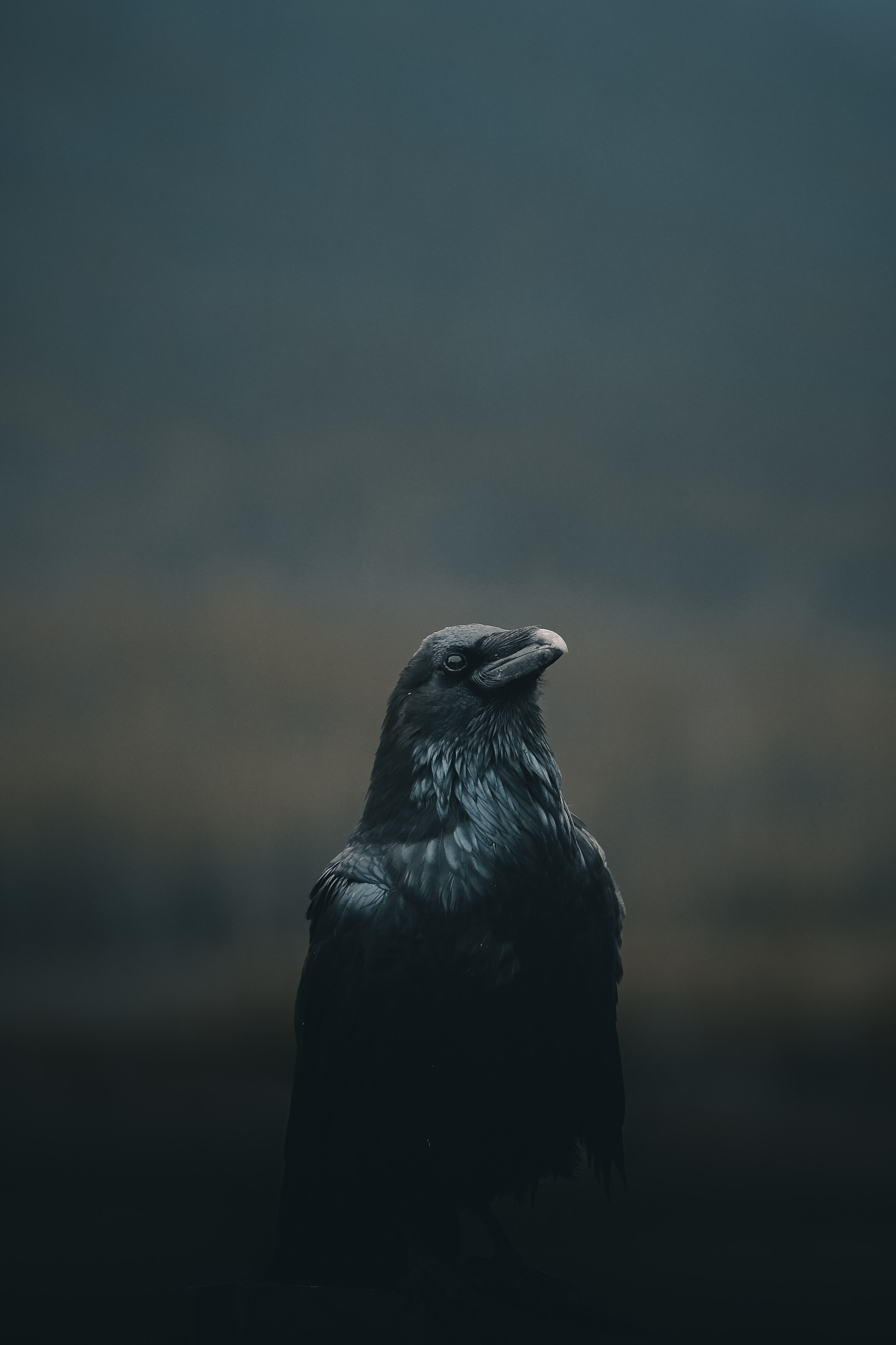 dark, crow, black, animals, bird HD wallpaper