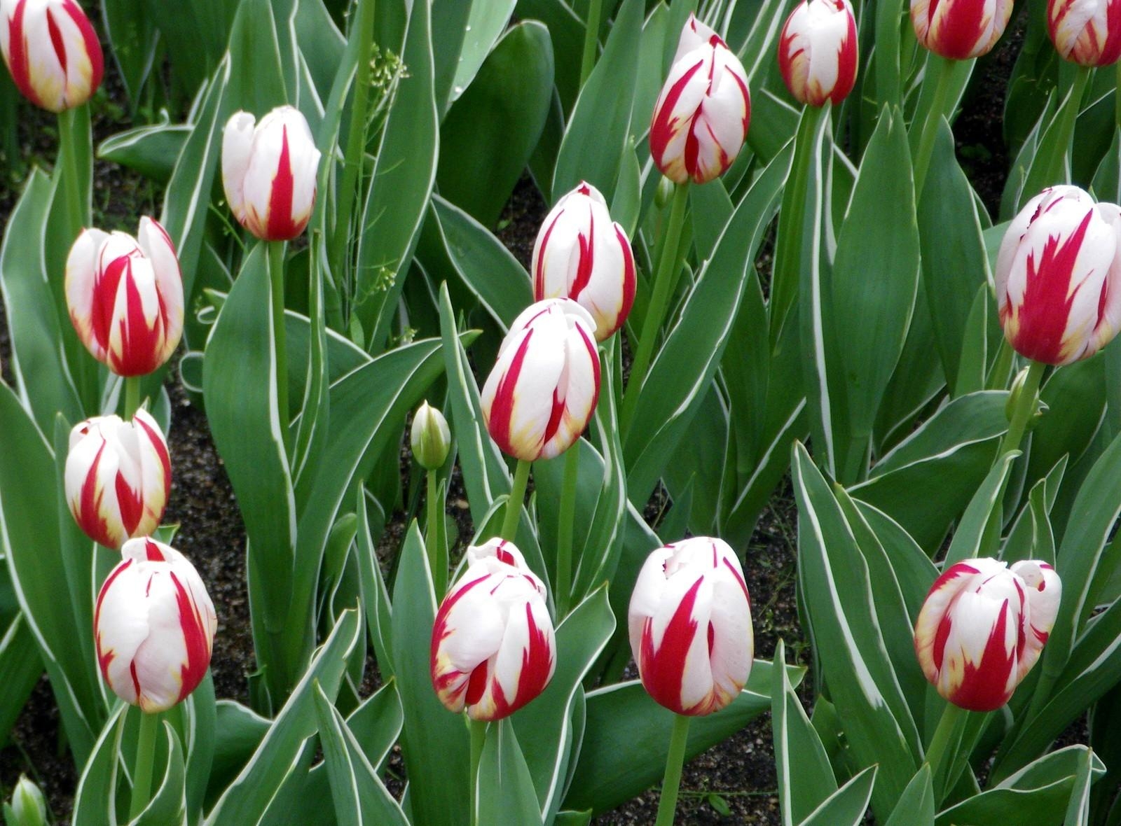 mottled, flowers, tulips, bright, flower bed, flowerbed, spring, variegated 5K