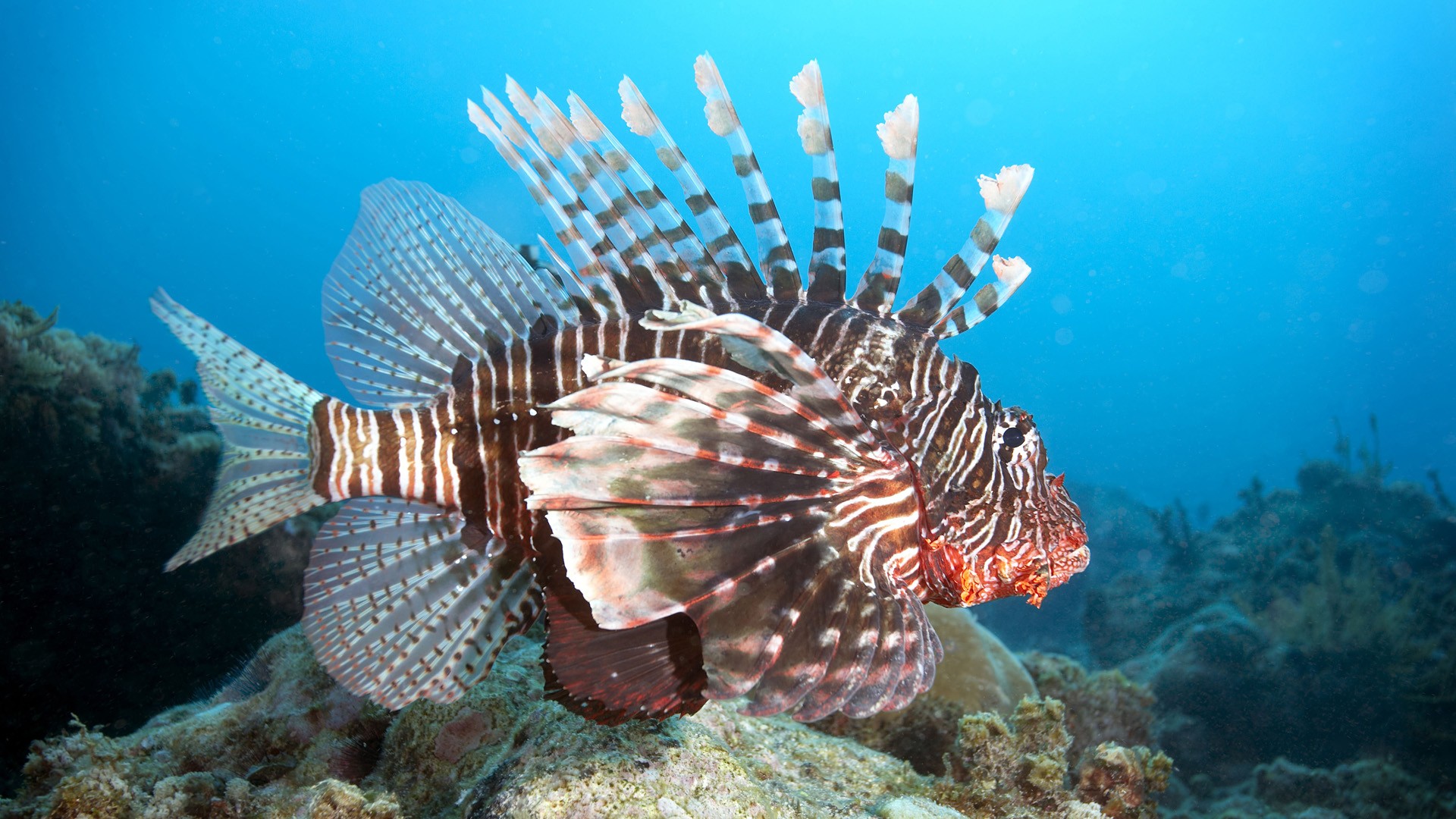 animal, lionfish, fishes for android