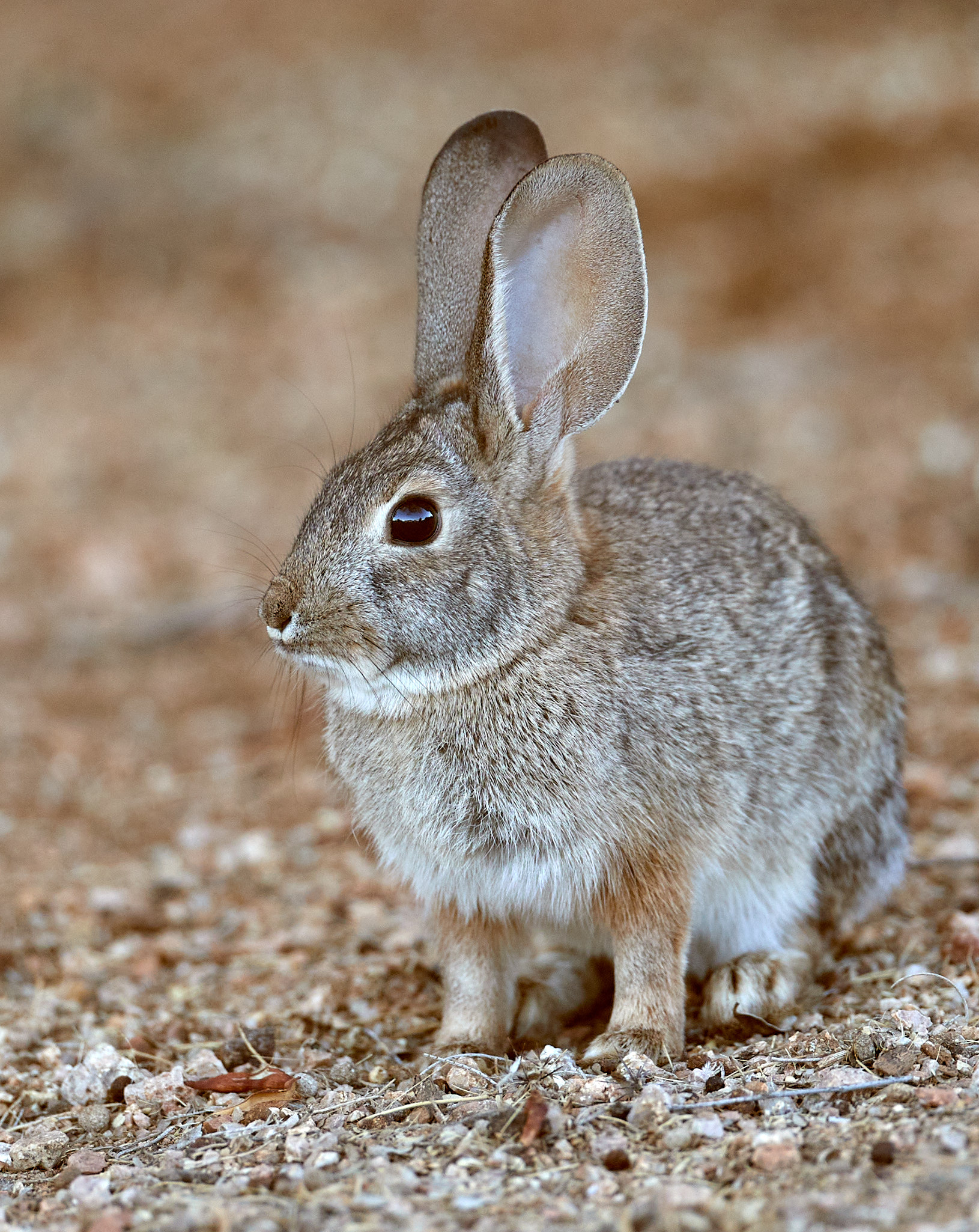 animals, grey, animal, nice, sweetheart, rabbit, wild HD for desktop 1080p