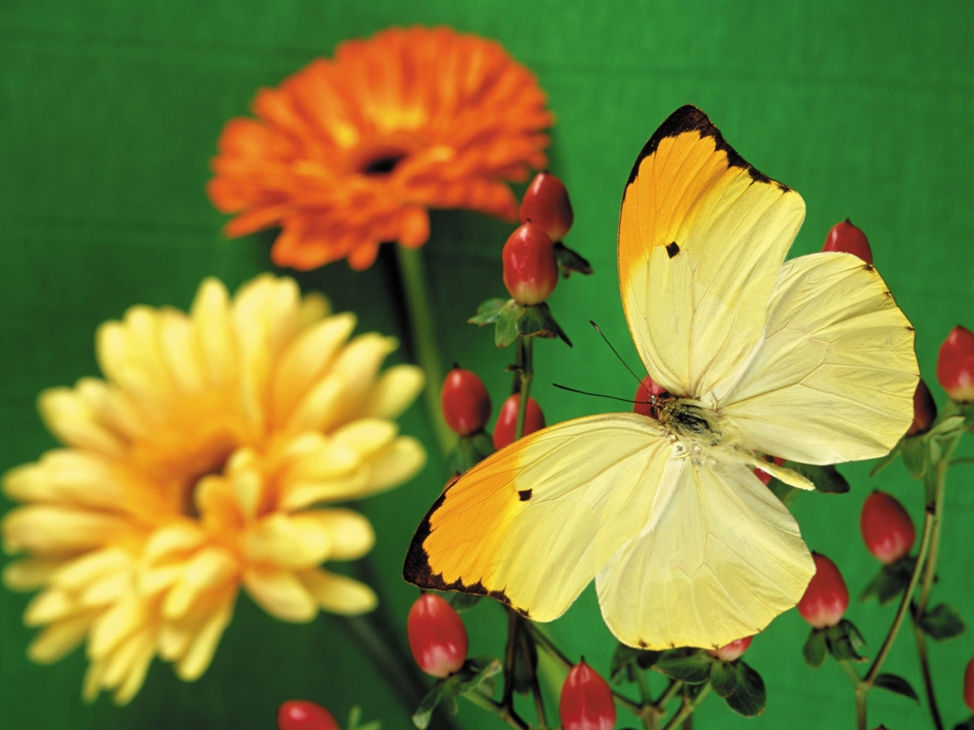 Wallpaper Full HD plants, butterflies, flowers