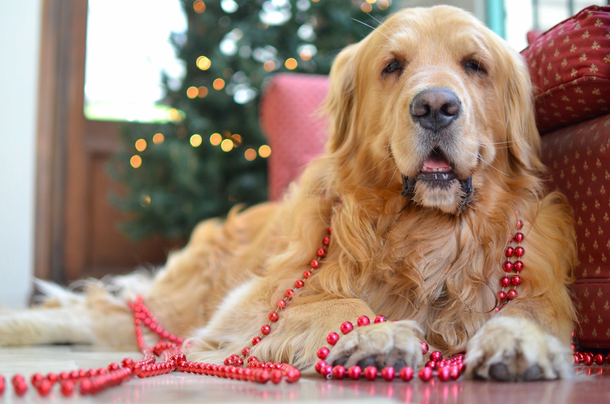 animal, golden retriever, beads, dog, dogs wallpapers for tablet
