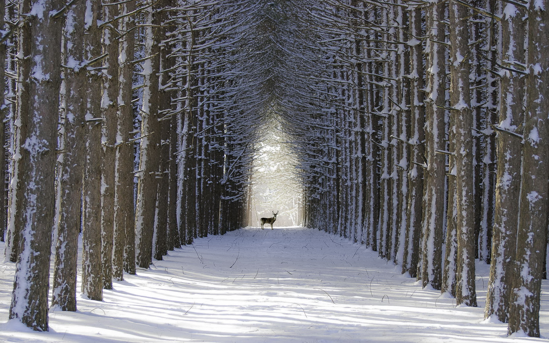 winter trees desktop backgrounds