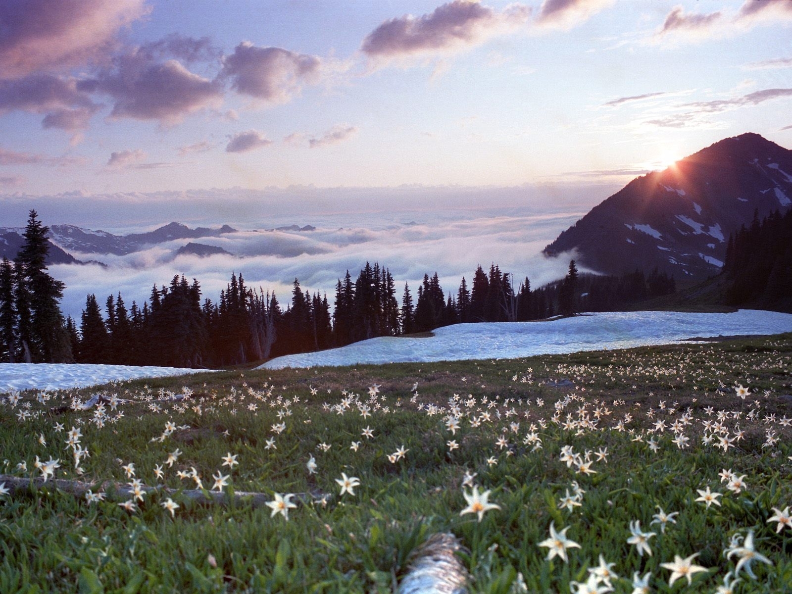 無料モバイル壁紙植物, フラワーズ, スカイ, 山脈, 風景をダウンロードします。