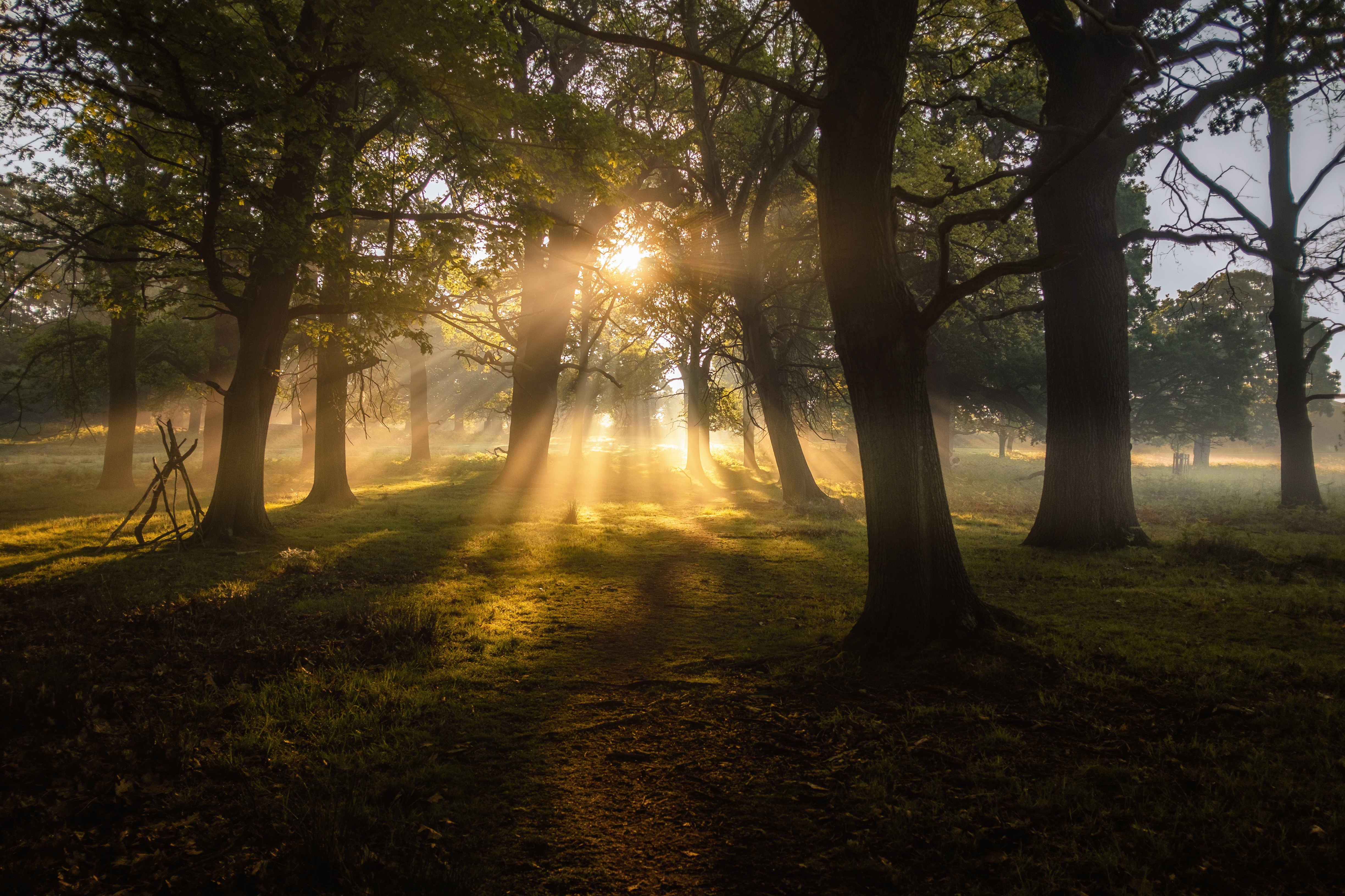 sun, dawn, nature, trees, beams, rays, fog Smartphone Background