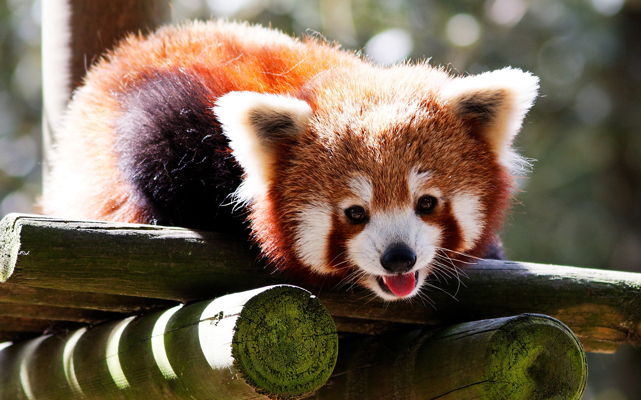 animal, red panda Full HD