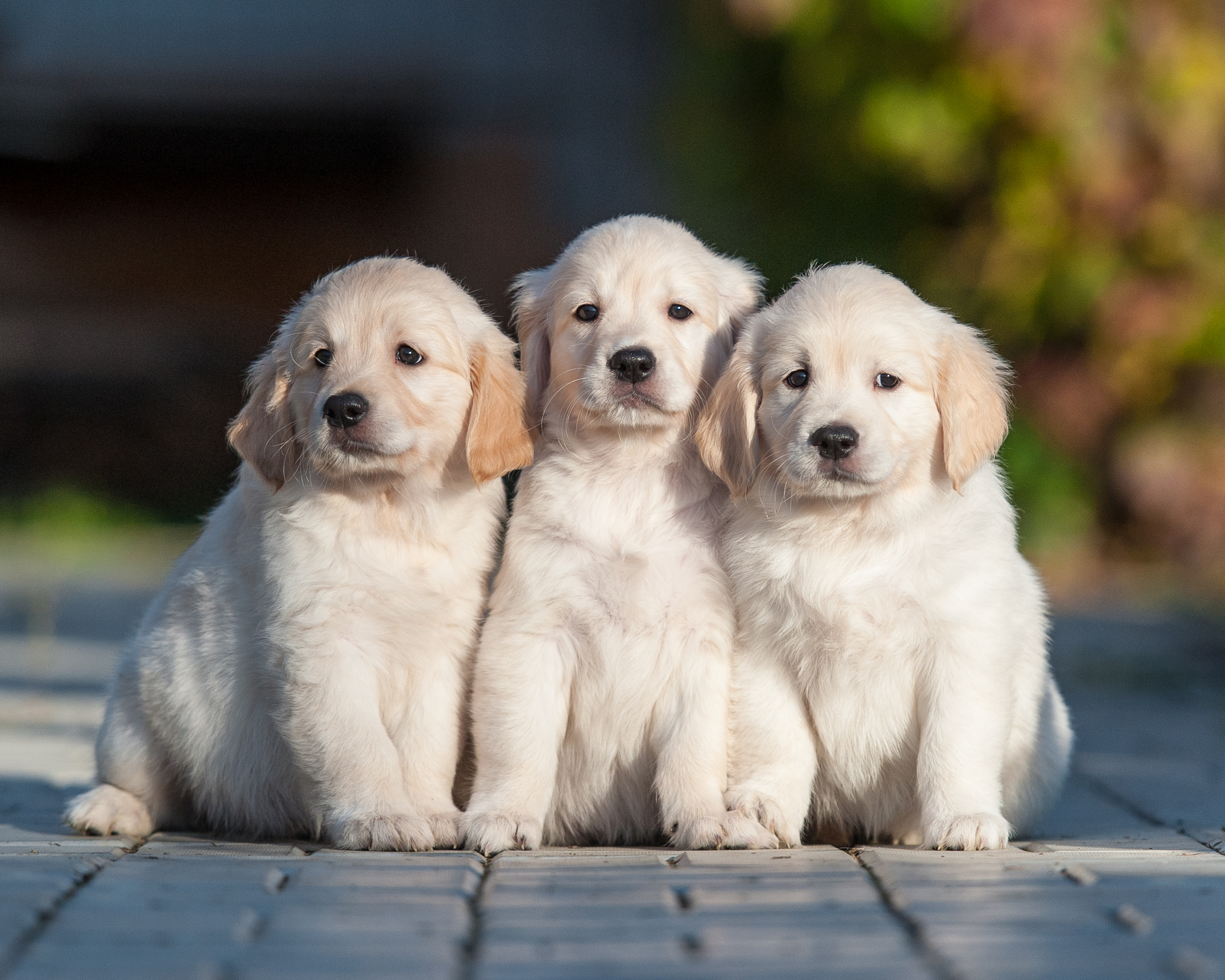 Трио собак
