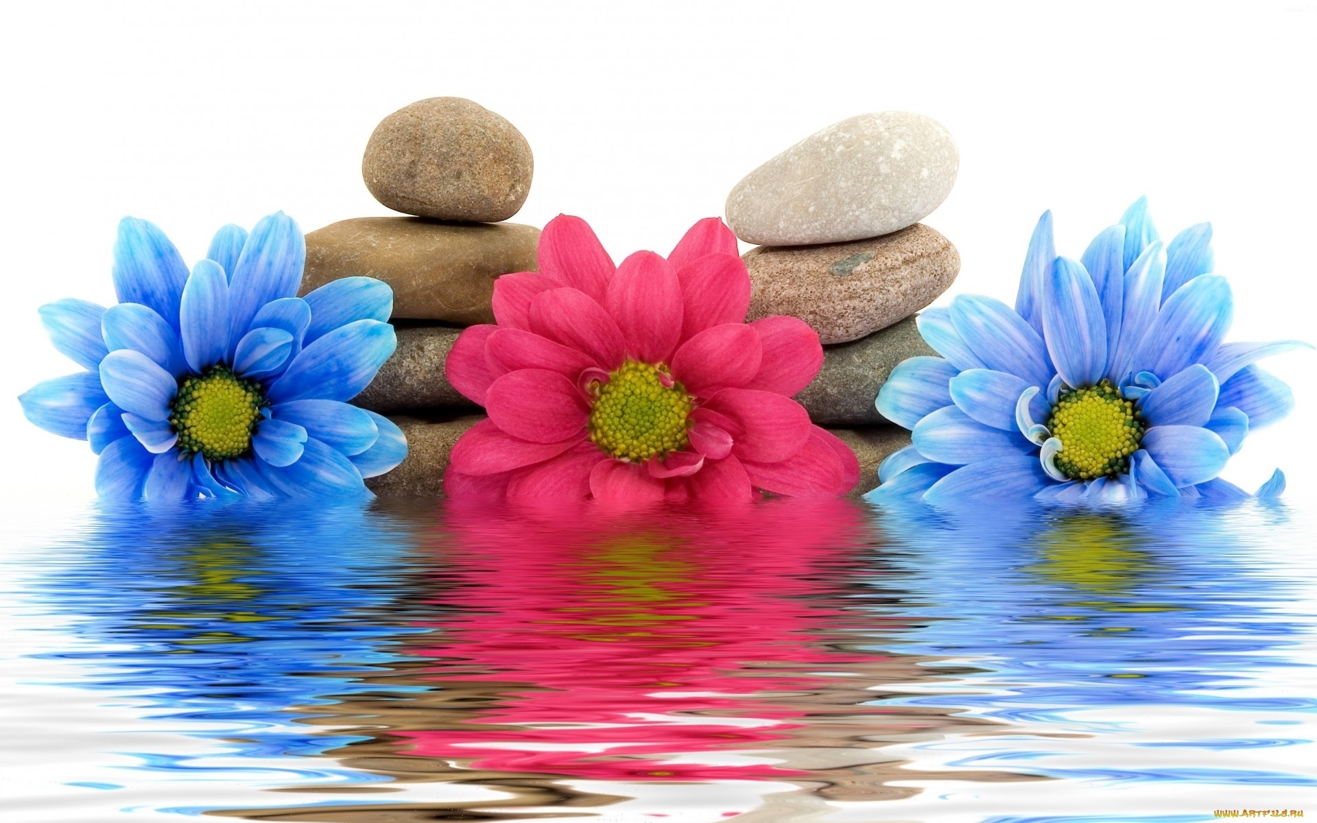 Download mobile wallpaper Water, Stones, Flowers, Plants, Still Life for free.
