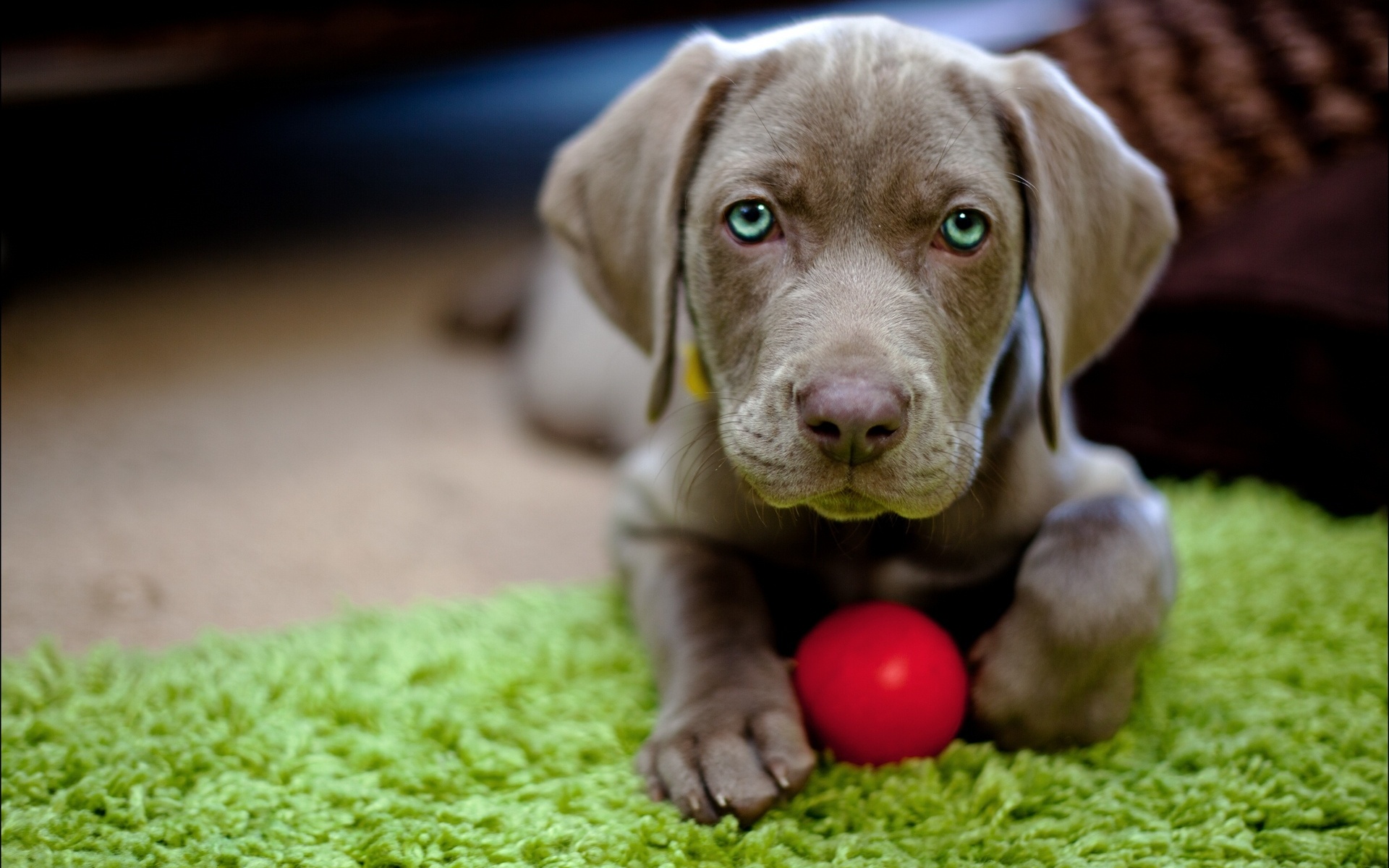 ball, animal, weimaraner, cute, dog, puppy, weimeraner, dogs