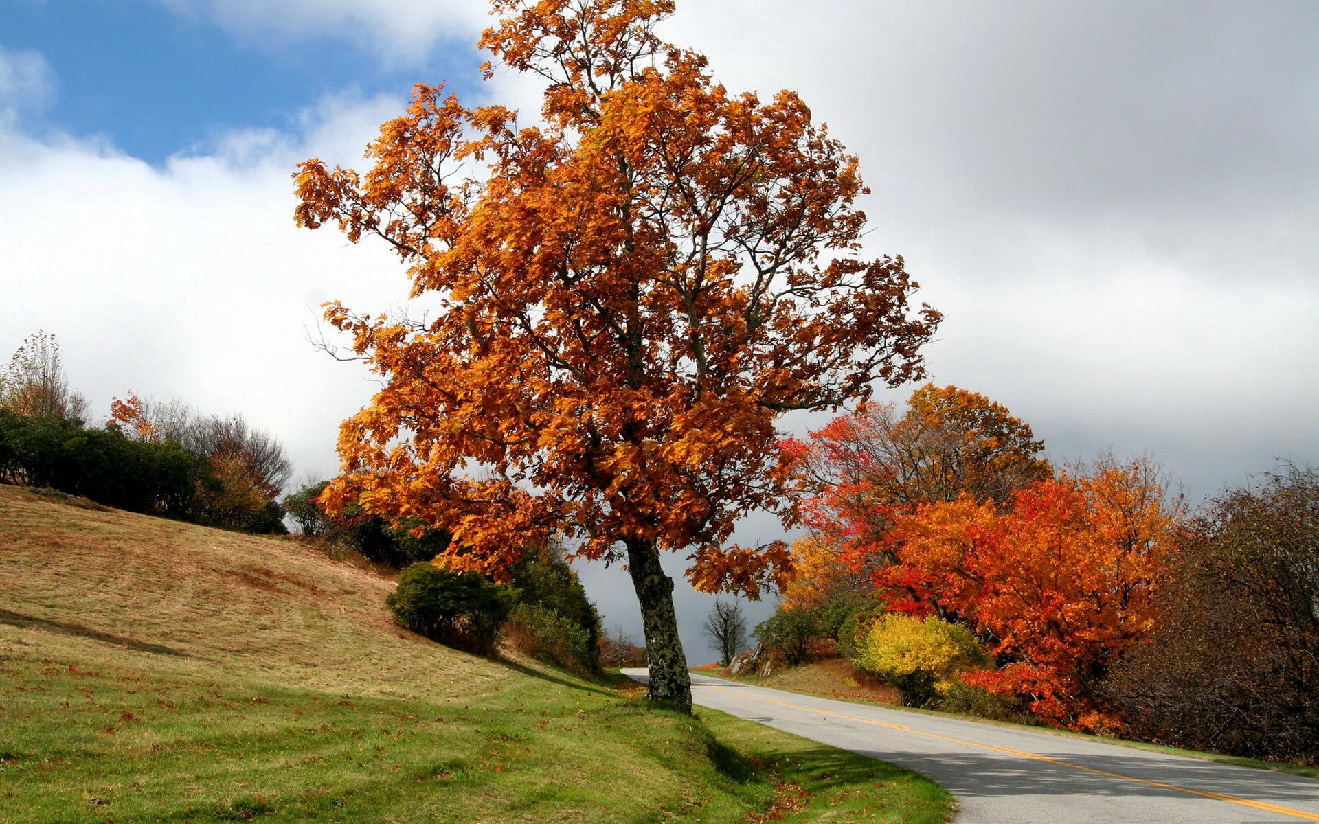 nature, autumn, bush, wood, road, turn, tree, asphalt, slope, cloud, meadow HD wallpaper
