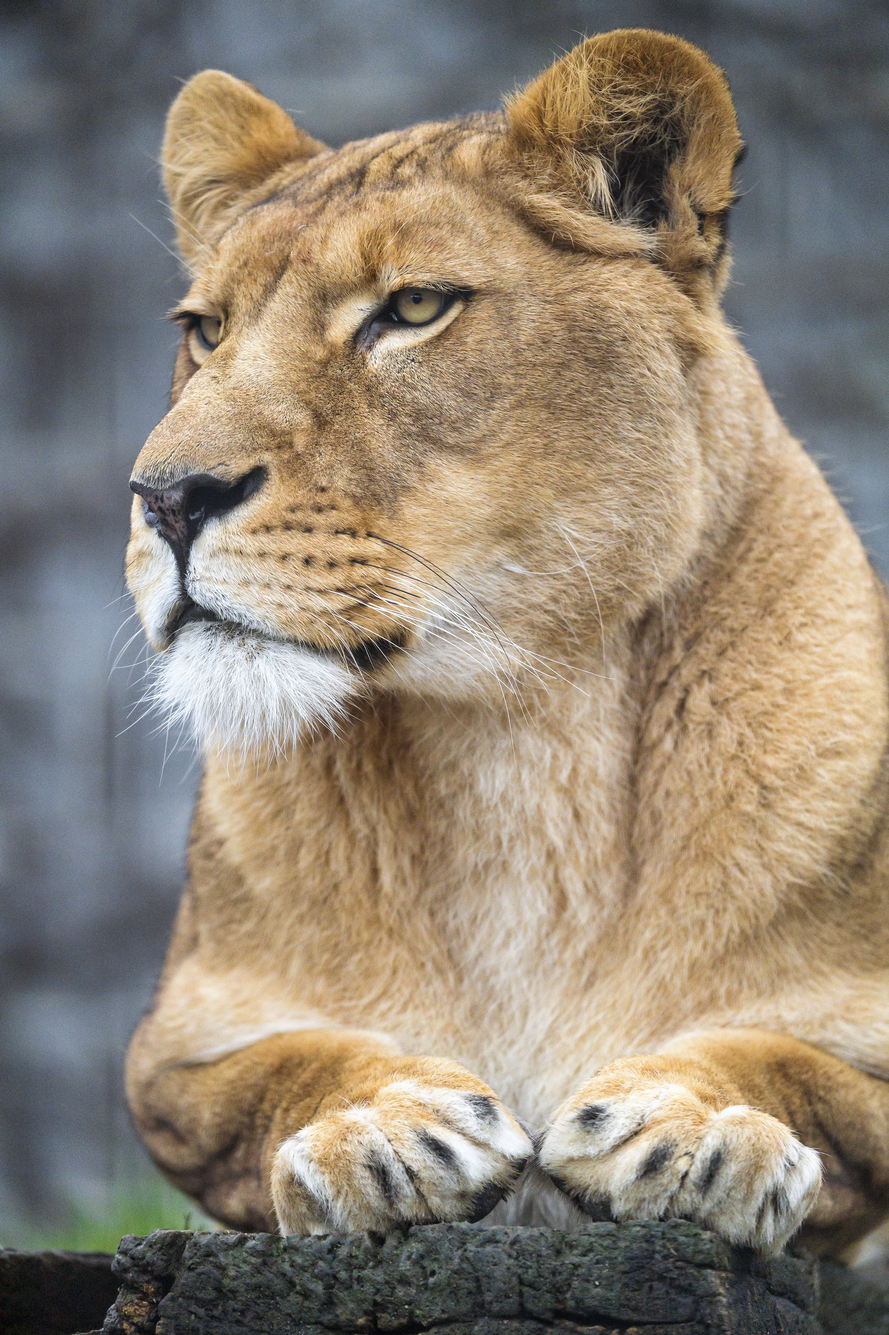 118893 скачать обои львица, хищник, животные, большая кошка, взгляд, лапы - заставки и картинки бесплатно