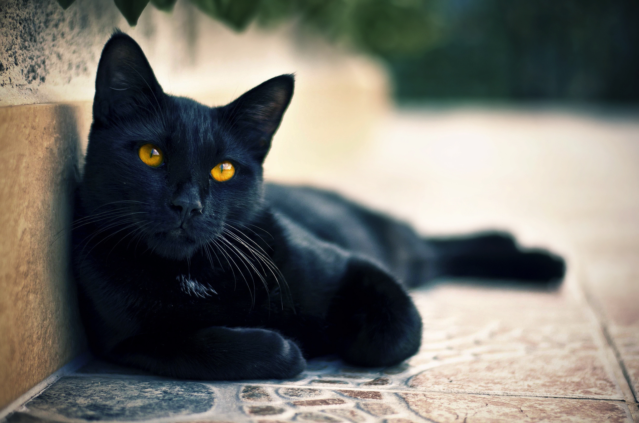 Die besten Black Cat-Hintergründe für den Telefonbildschirm