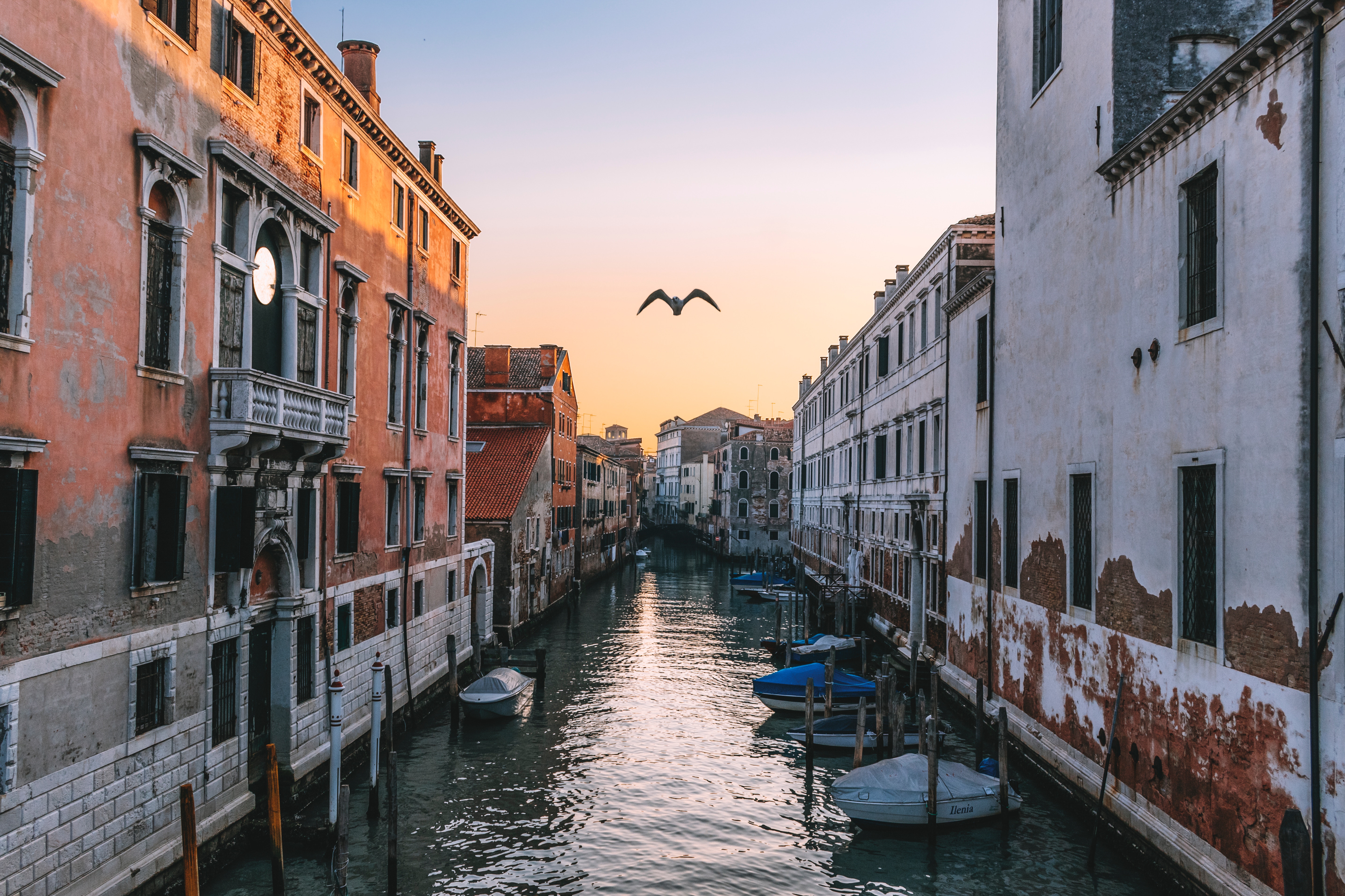 Скачати мобільні шпалери Річка, Канал, Міста, Чайка, Італія, Венеція безкоштовно.