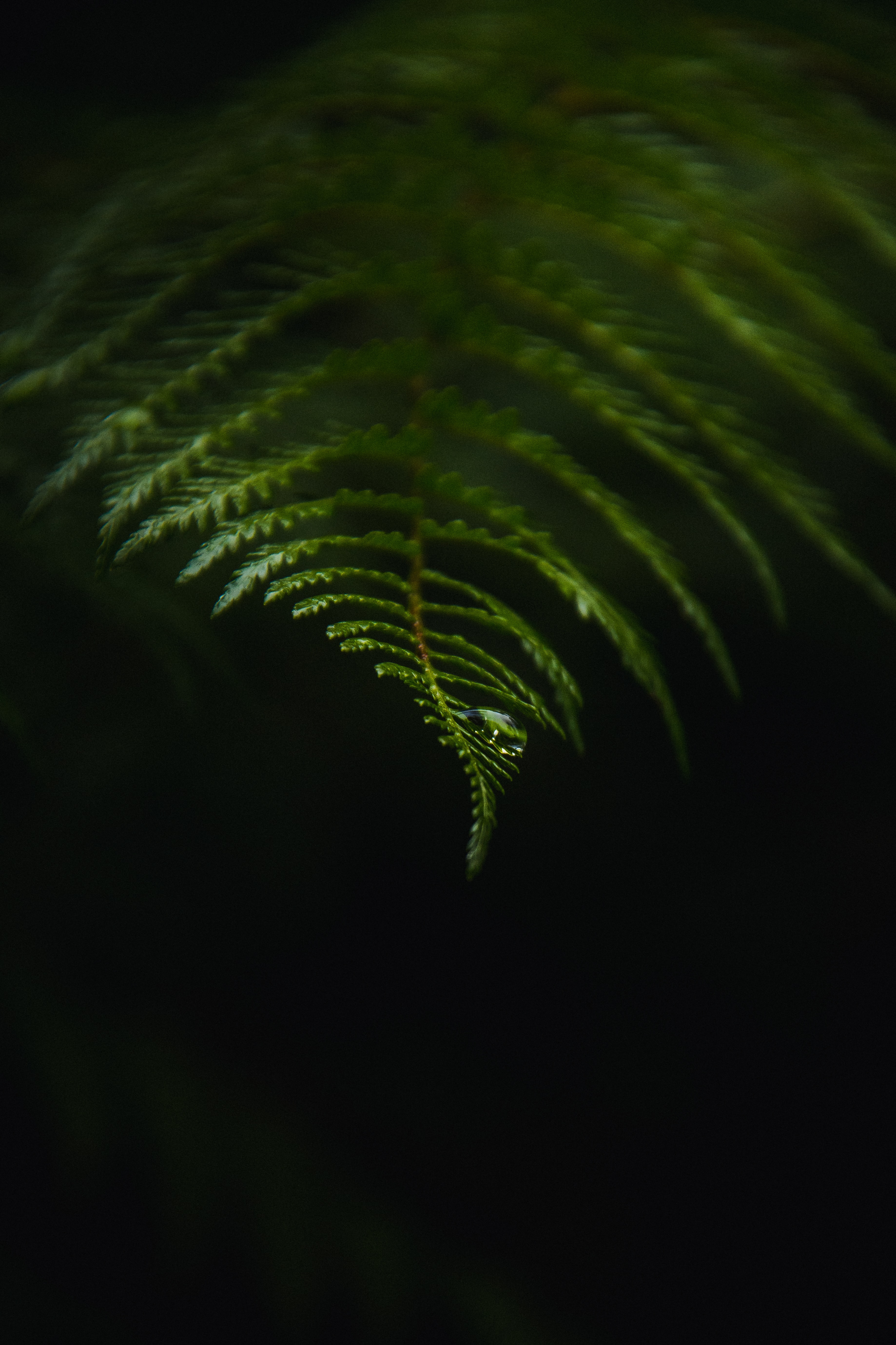 Horizontal Wallpaper fern, macro, dark, drop
