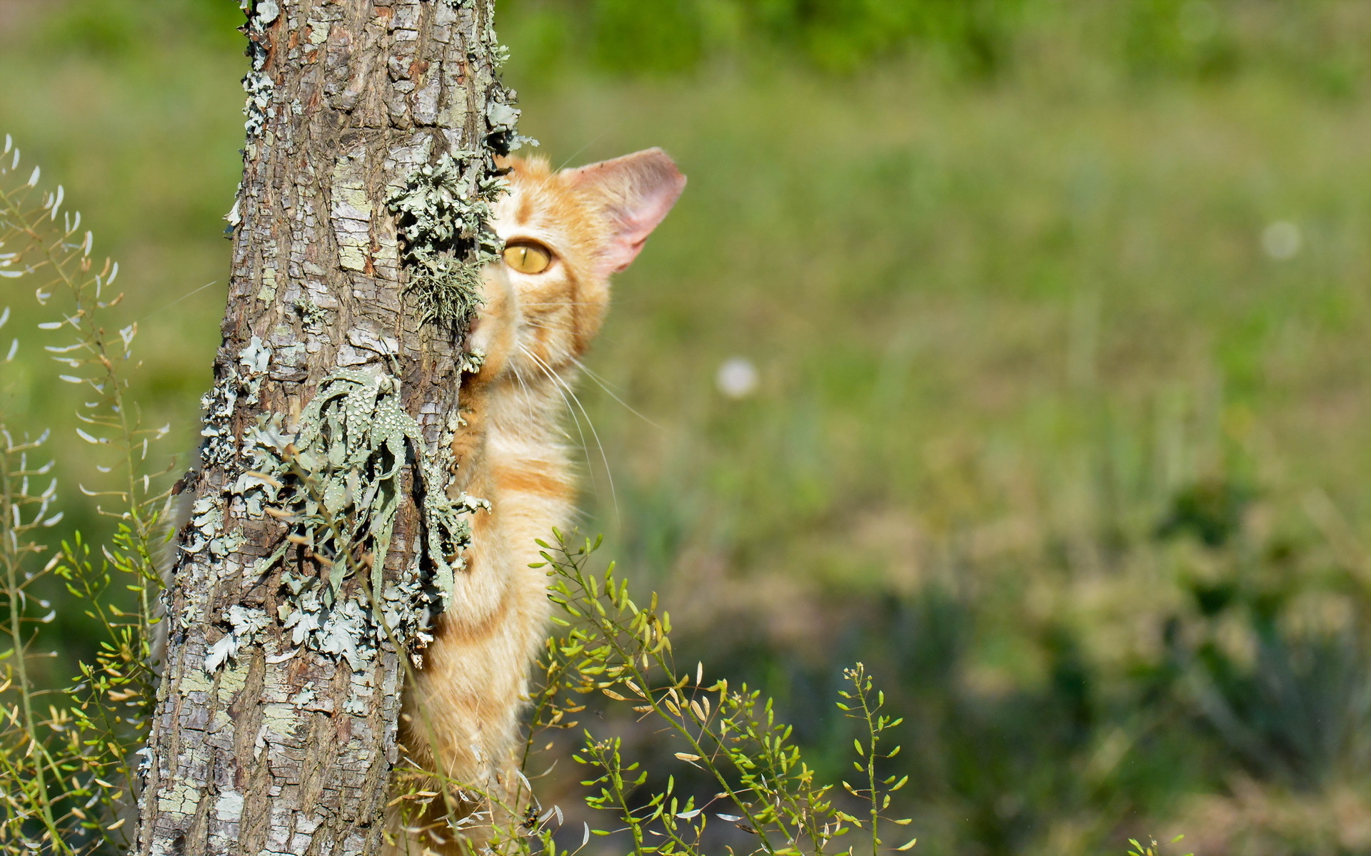 Кот прячется за деревом