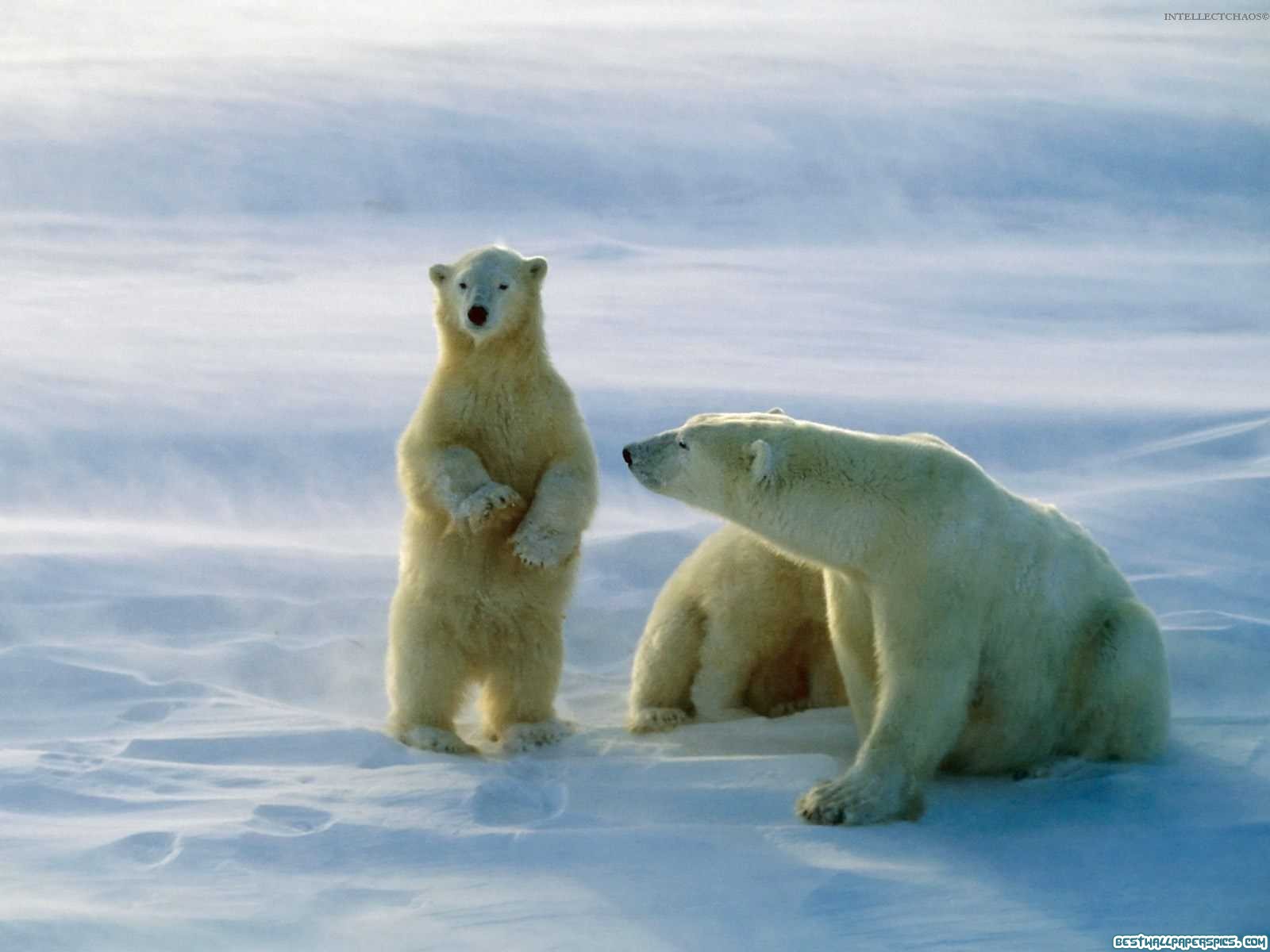 bears, animal, polar bear