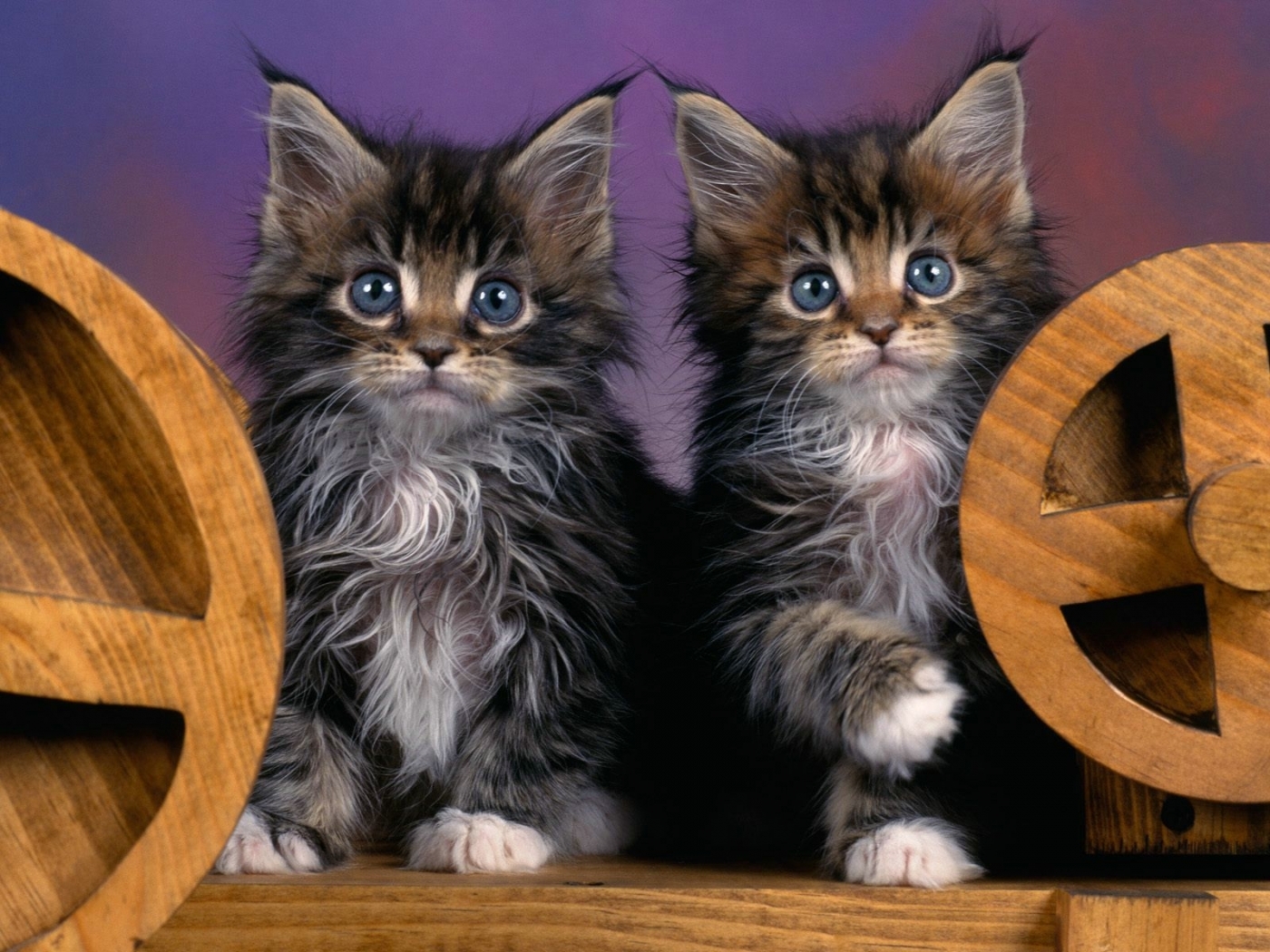 PC Wallpapers cats, animals