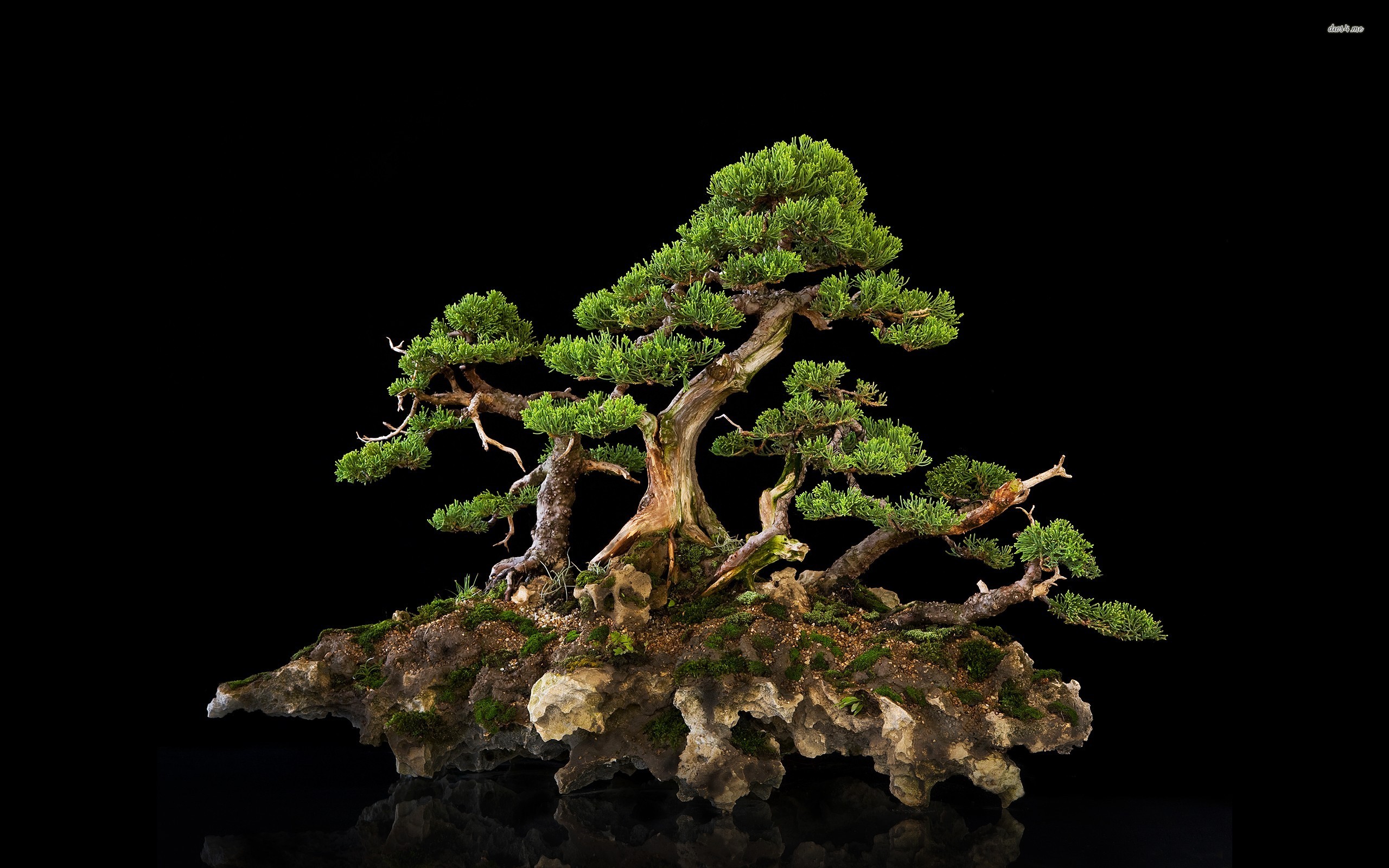 bonsai, earth, tree Aesthetic wallpaper