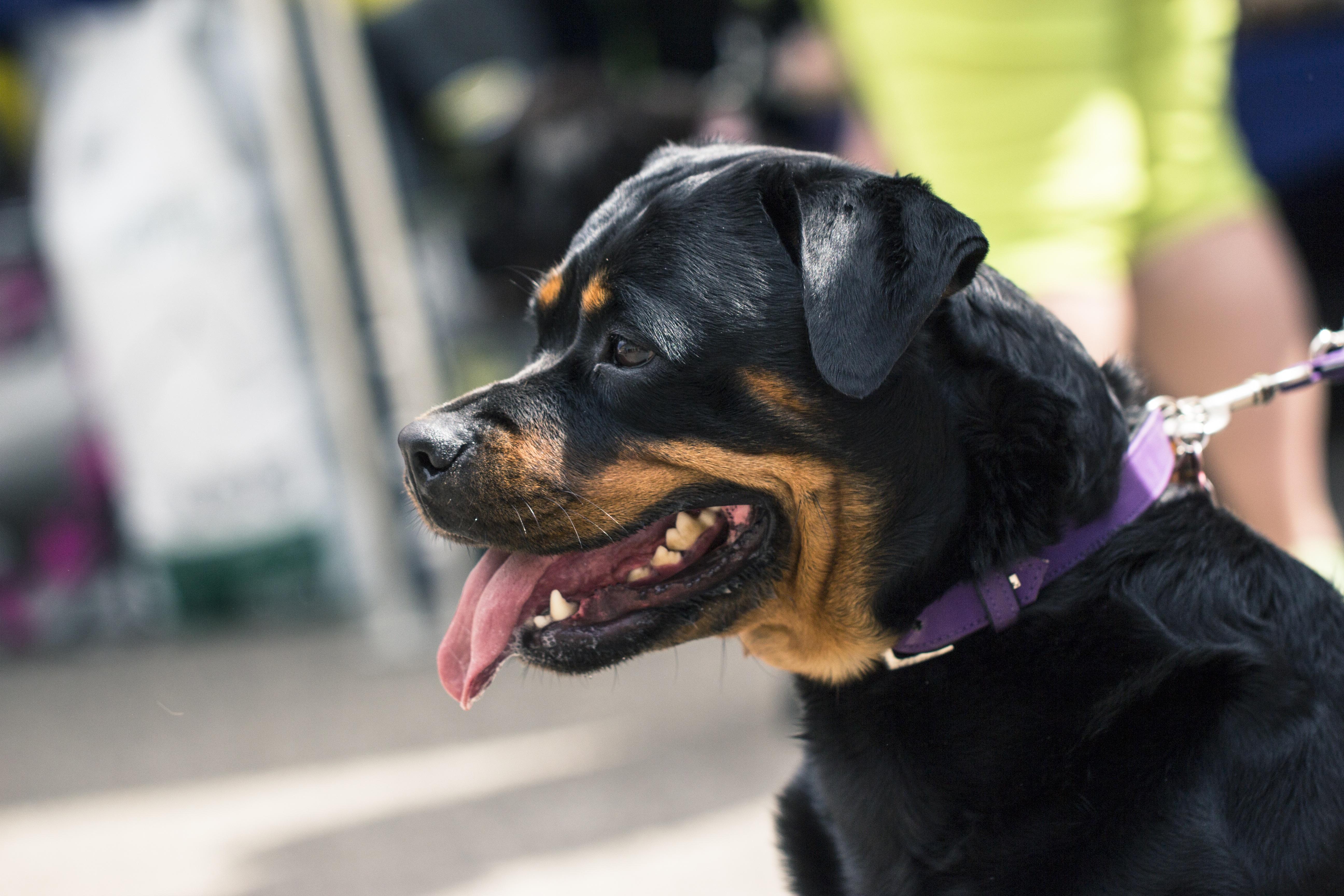 Download mobile wallpaper Profile, Muzzle, Dog, Animals, Rottweiler for free.