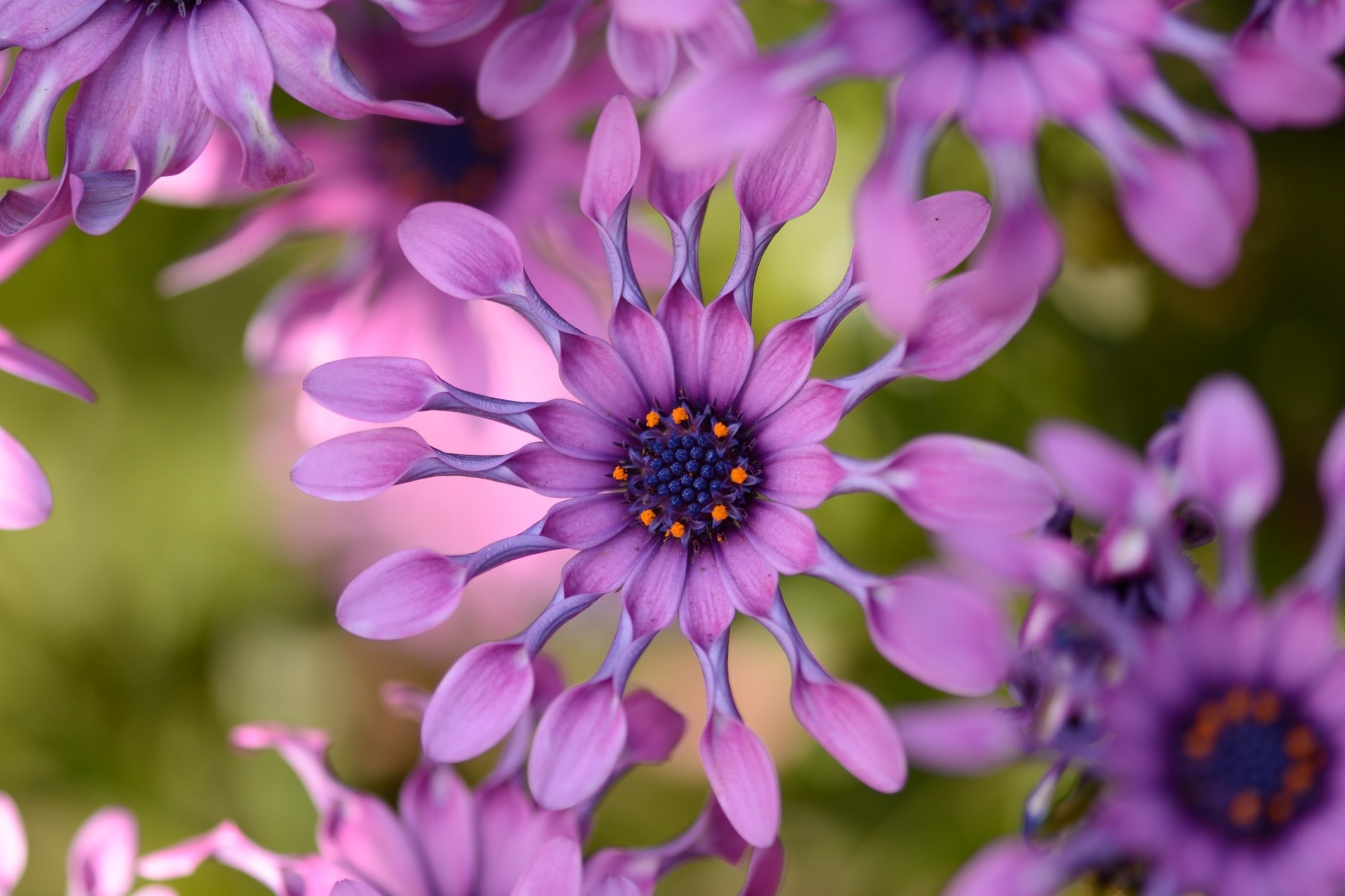 wallpapers earth, african daisy, close up, daisy, flower, purple flower