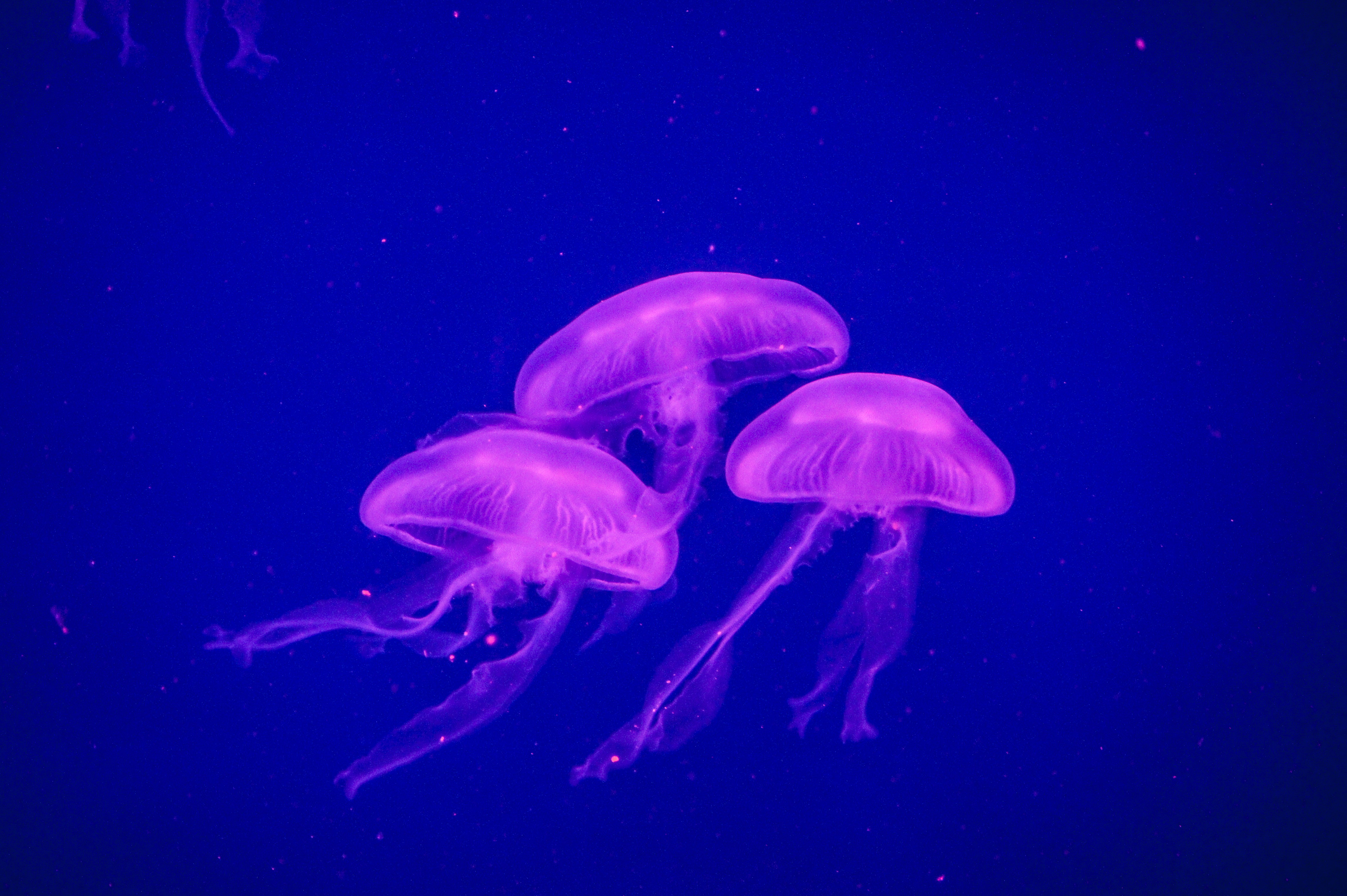 116342 télécharger le fond d'écran animaux, jellyfish, monde sous marin, phosphore - économiseurs d'écran et images gratuitement