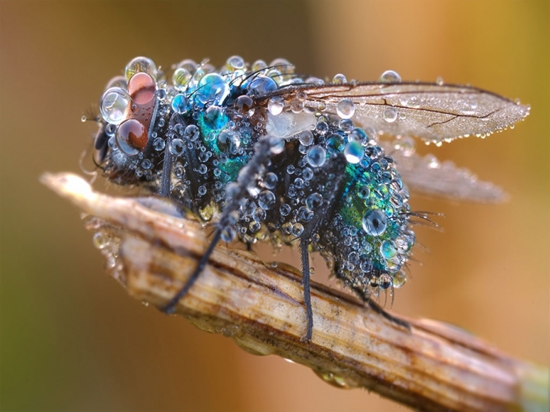 insects, flies 4K
