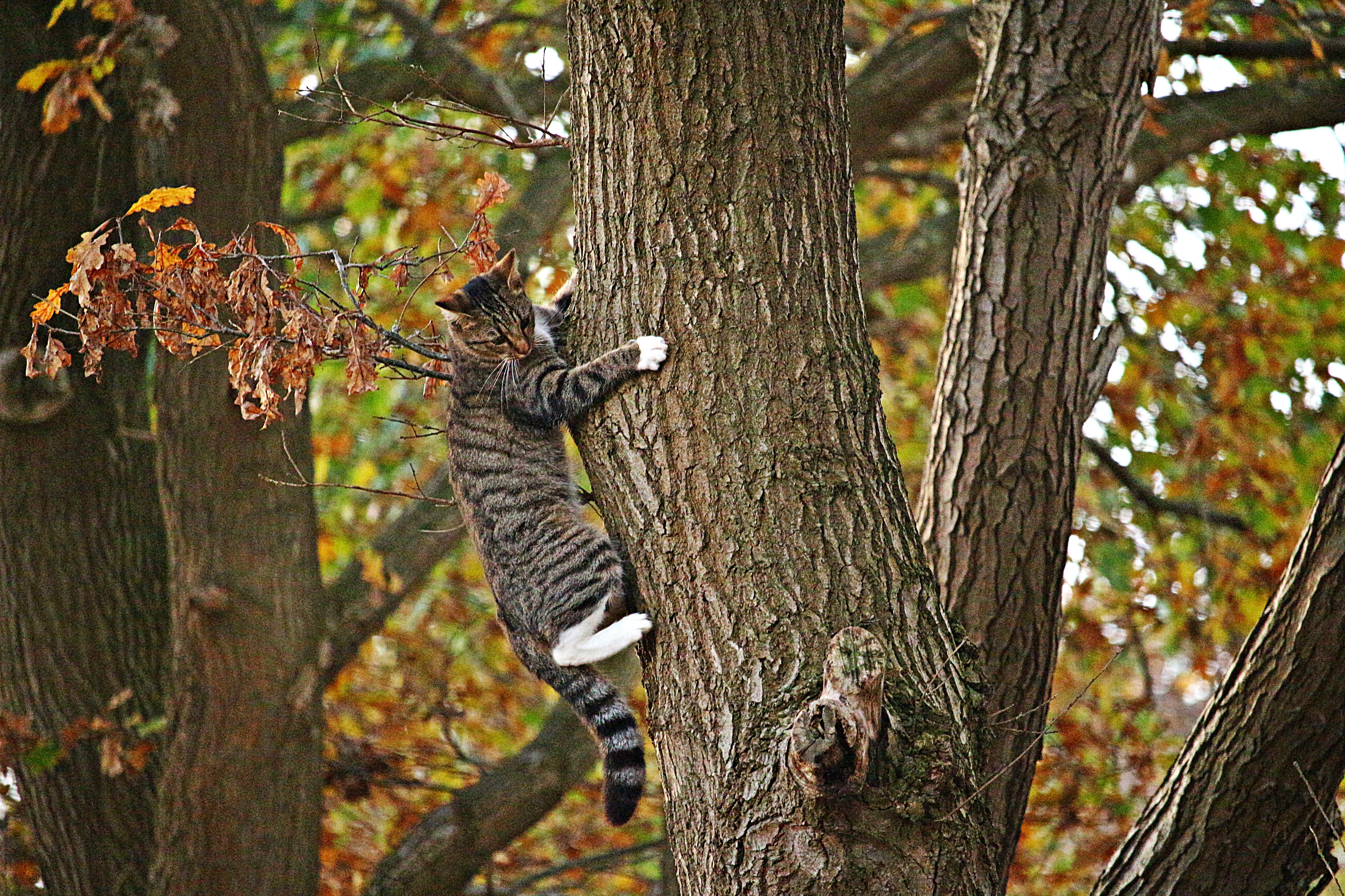 Кот на дереве