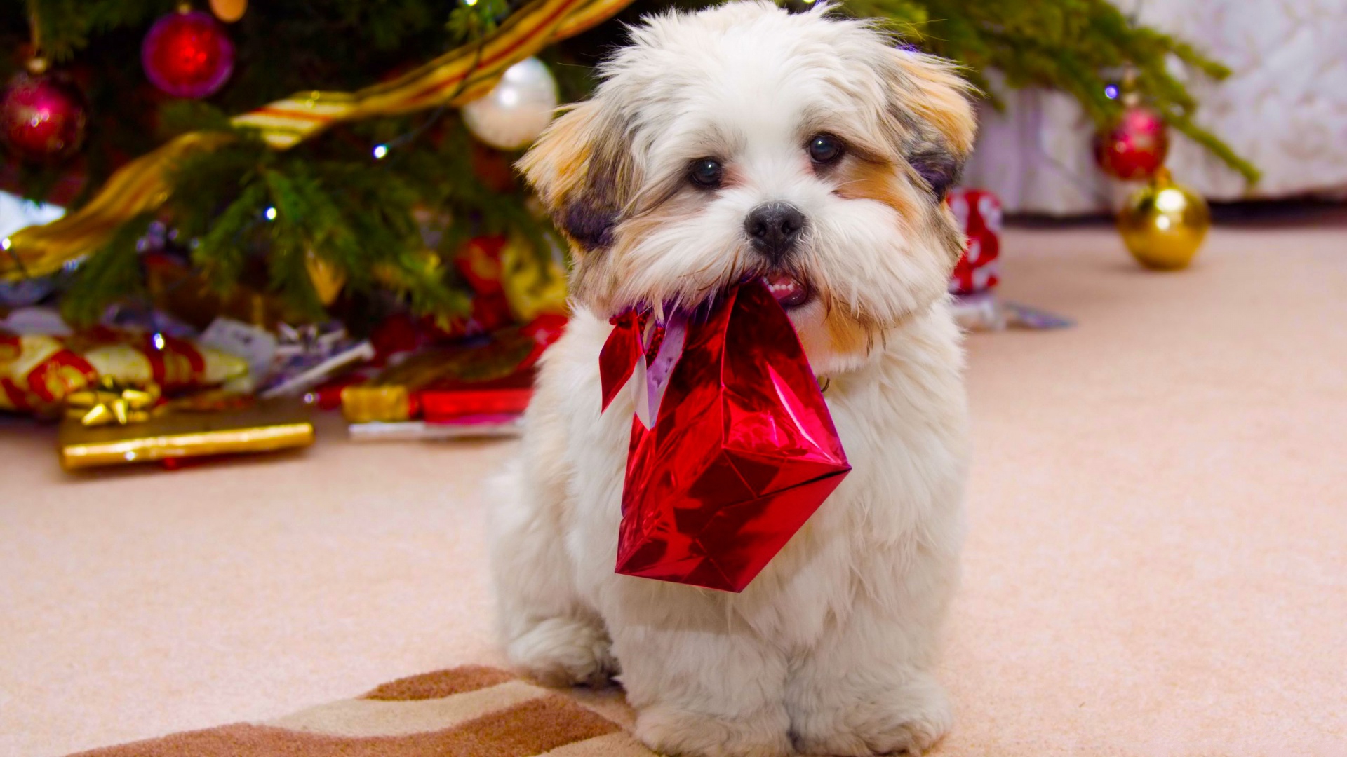 104788 Puppy Christmas Images Stock Photos  Vectors  Shutterstock