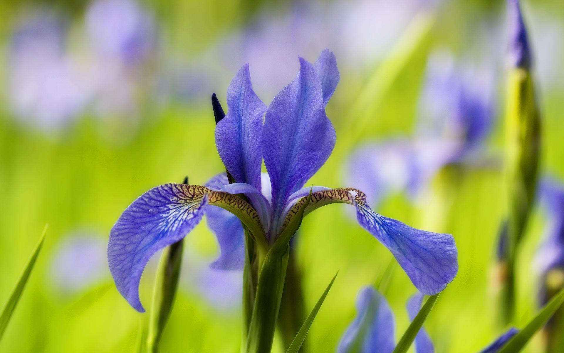 earth, iris, flower, purple flower, flowers