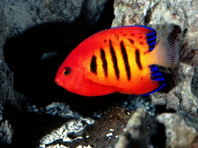 Download mobile wallpaper Animals, Fishes for free.