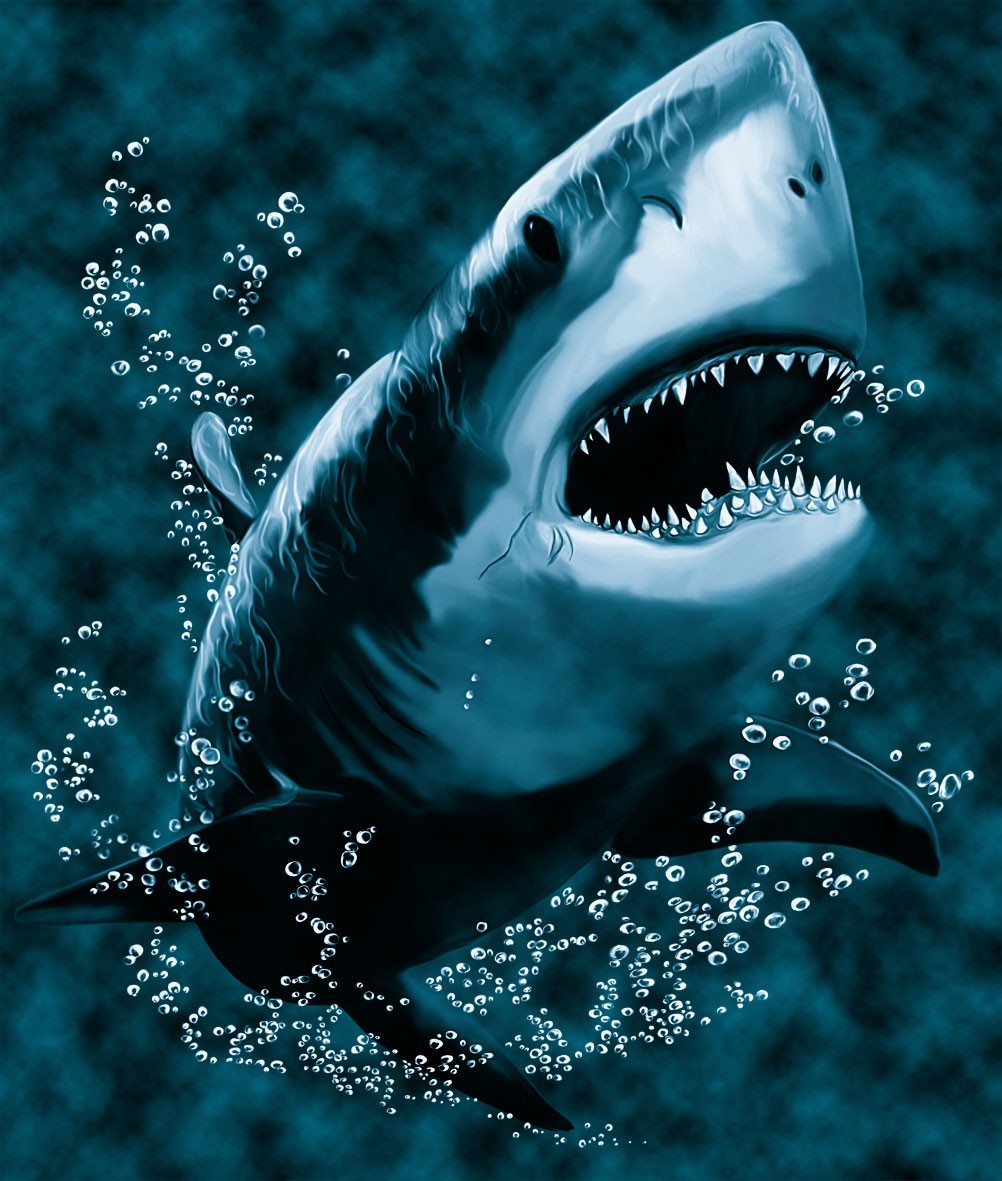 Download mobile wallpaper Animals, Sea, Sharks, Pictures, Fishes for free.
