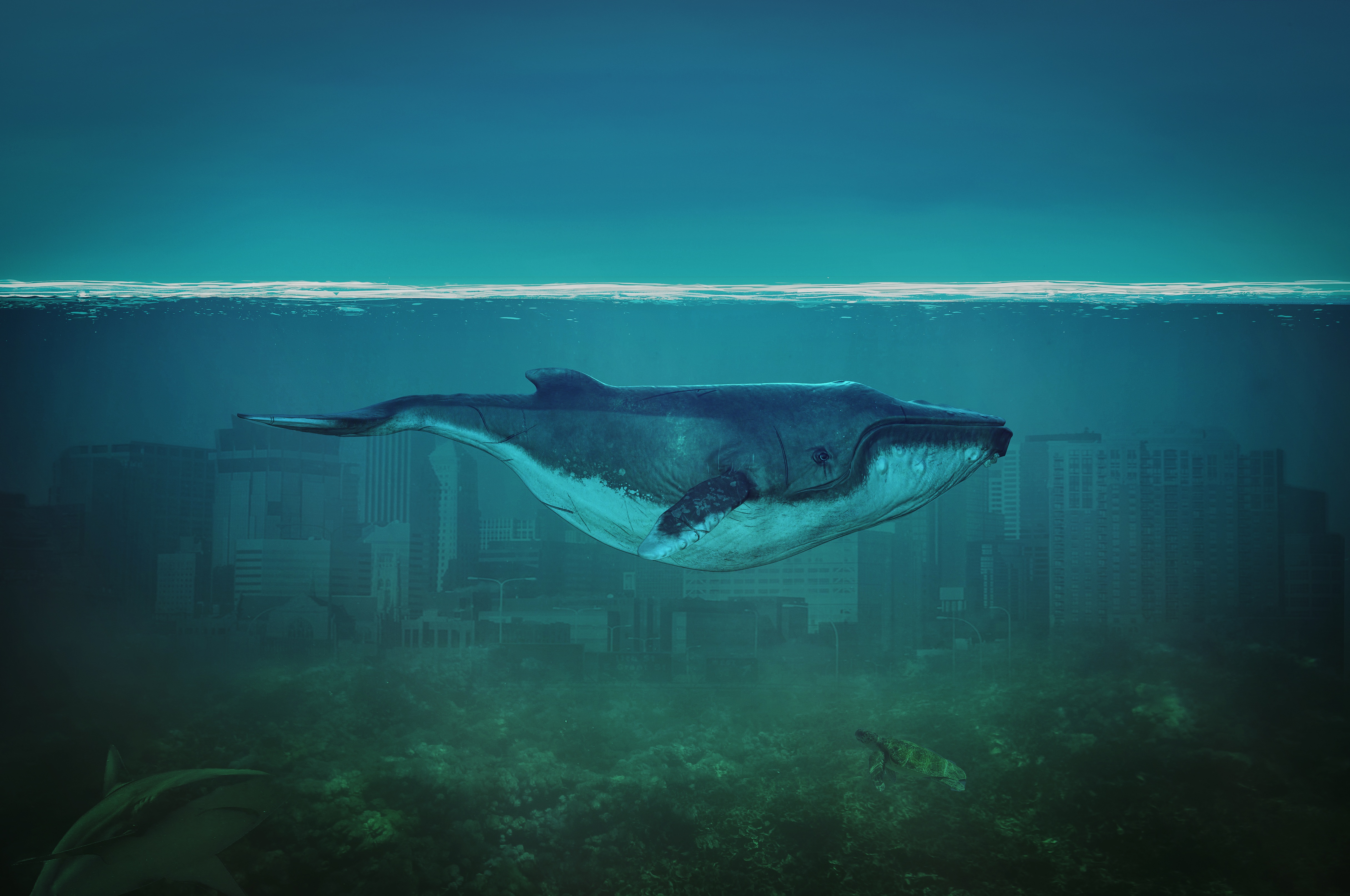 Download mobile wallpaper Fantasy, City, Ocean, Whale, Turtle, Shark, Fantasy Animals for free.