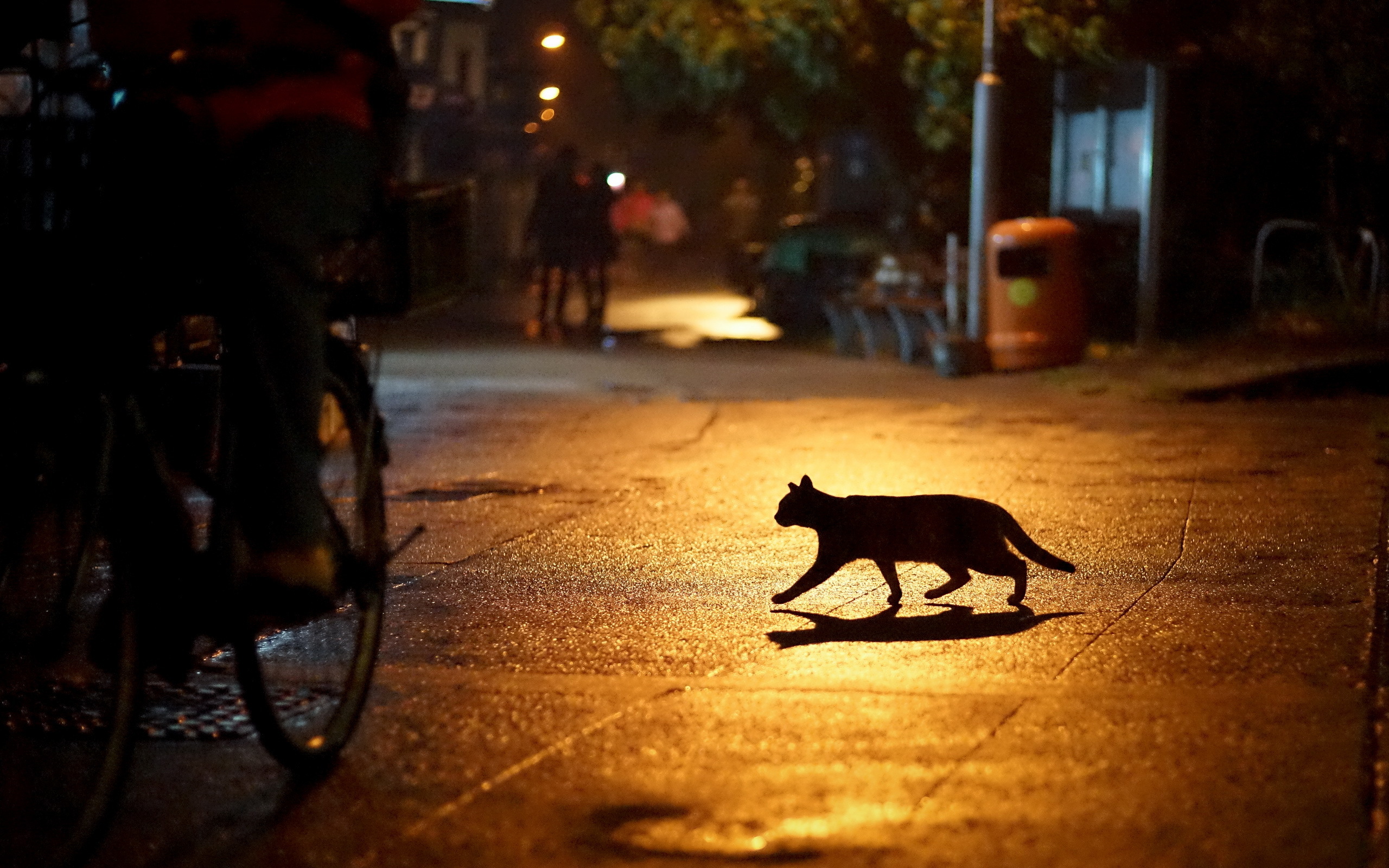 кошка в парке