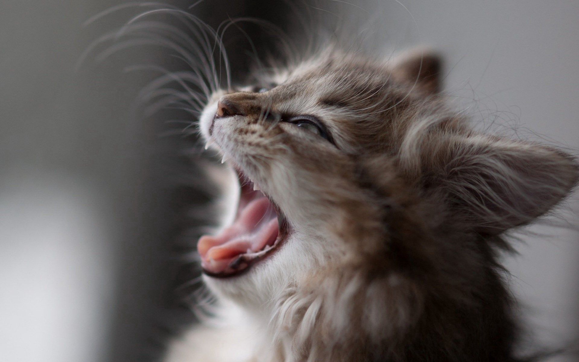 animals, fluffy, kitty, kitten, muzzle, to yawn, yawn, wool HD wallpaper
