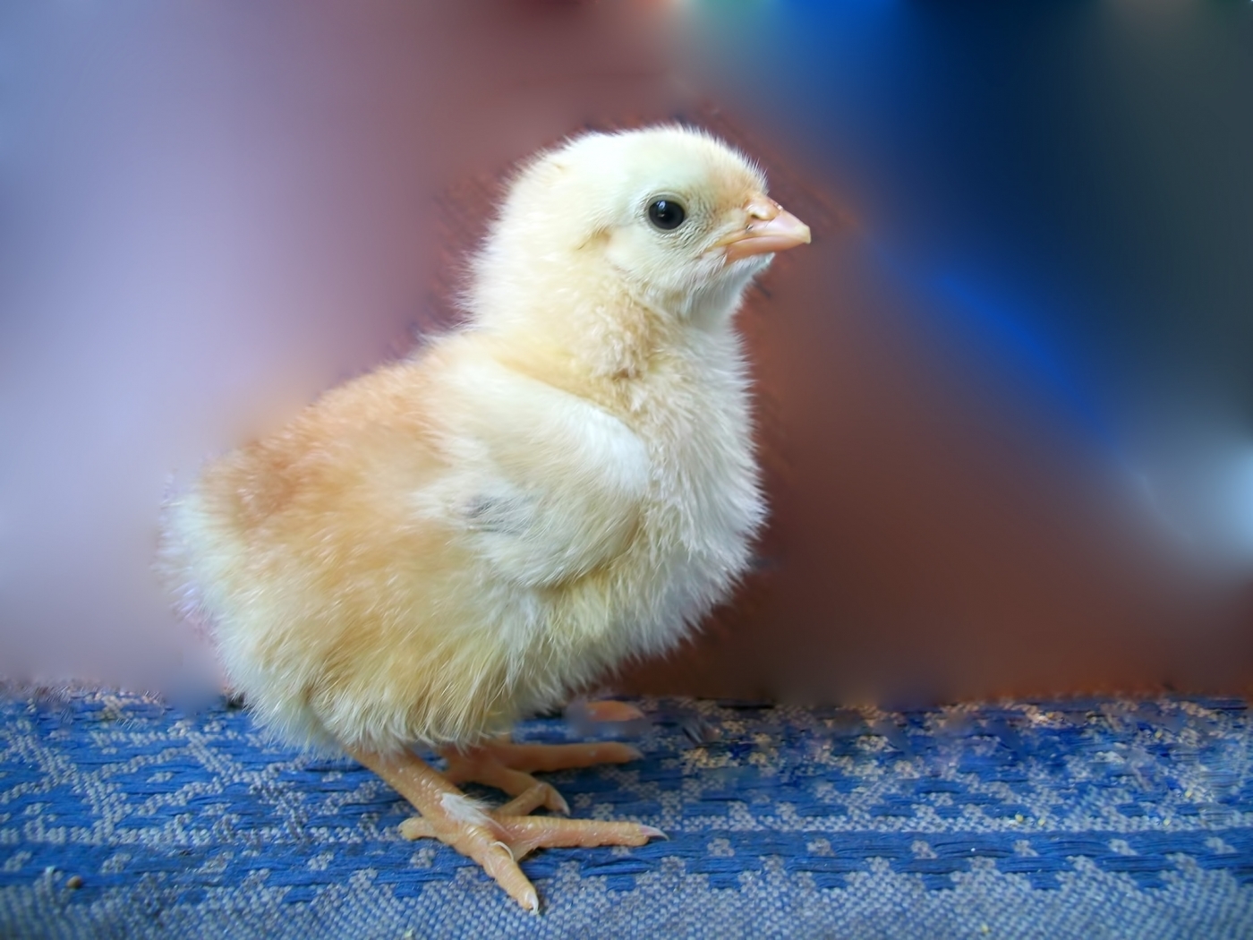 29284 скачать обои цыплята, животные, птицы - заставки и картинки бесплатно