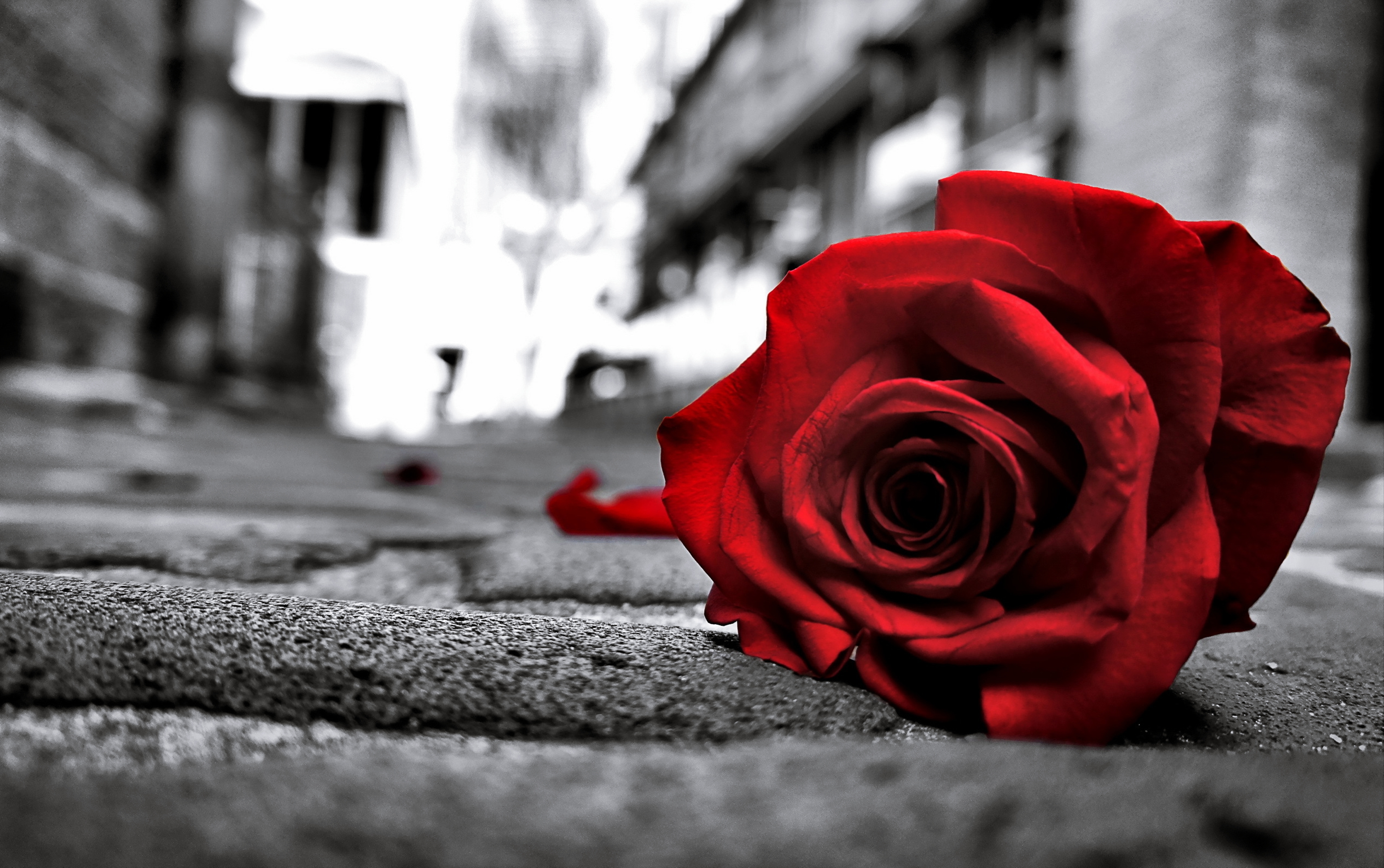 Download mobile wallpaper Red Flower, Red Rose, Flowers, Road, Flower, Rose, Earth for free.