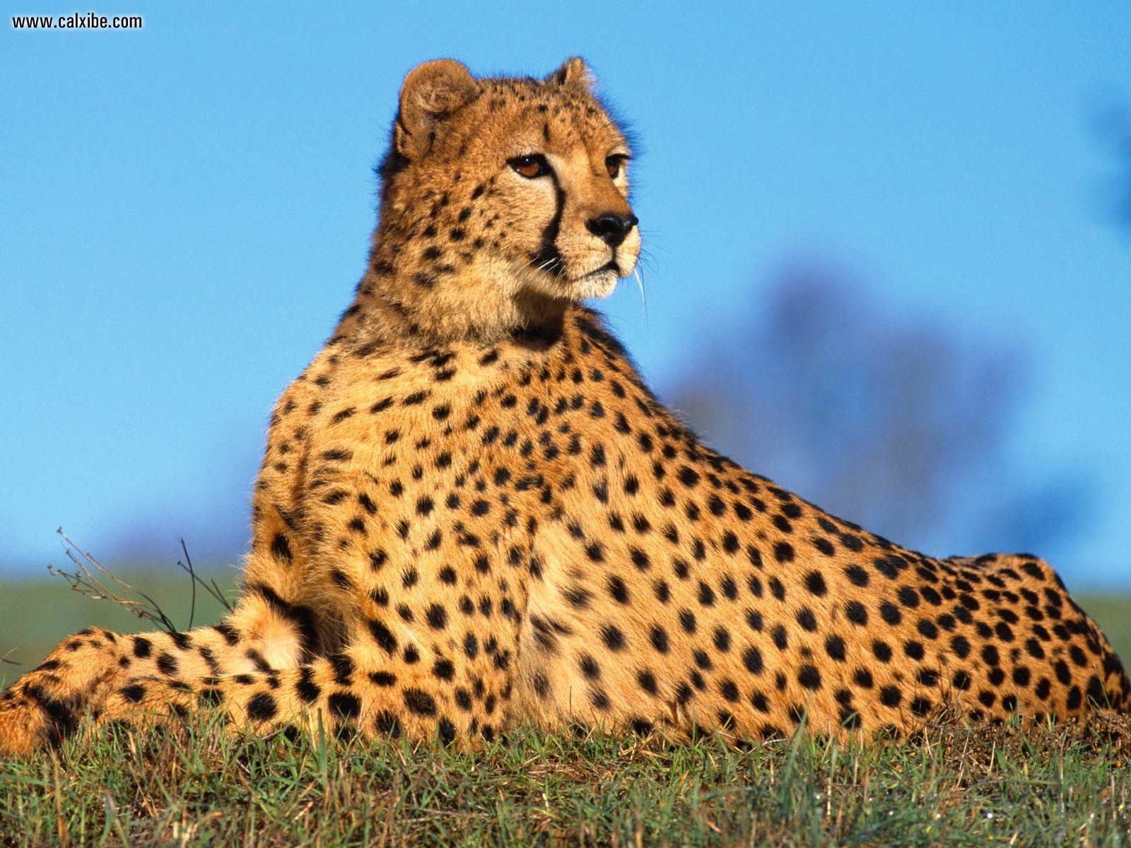 180213 descargar imagen animales, guepardo, gatos: fondos de pantalla y protectores de pantalla gratis