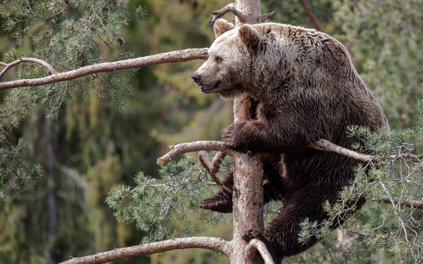 Скачать картинку Бурый Медведь, Сидеть, Ветка, Животные, Лес в телефон бесплатно.