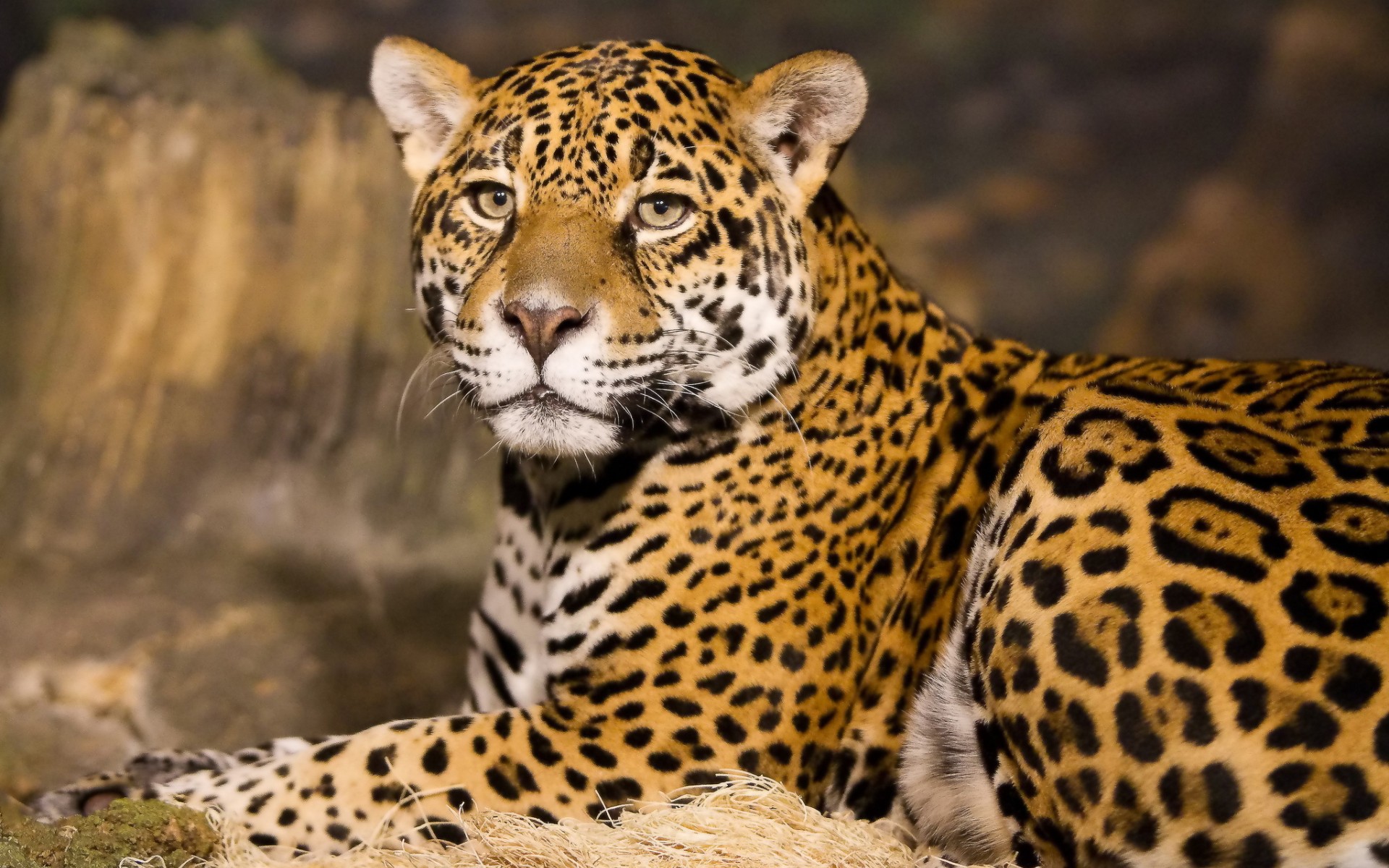 301270 Hintergrundbild herunterladen tiere, jaguar, katzen - Bildschirmschoner und Bilder kostenlos