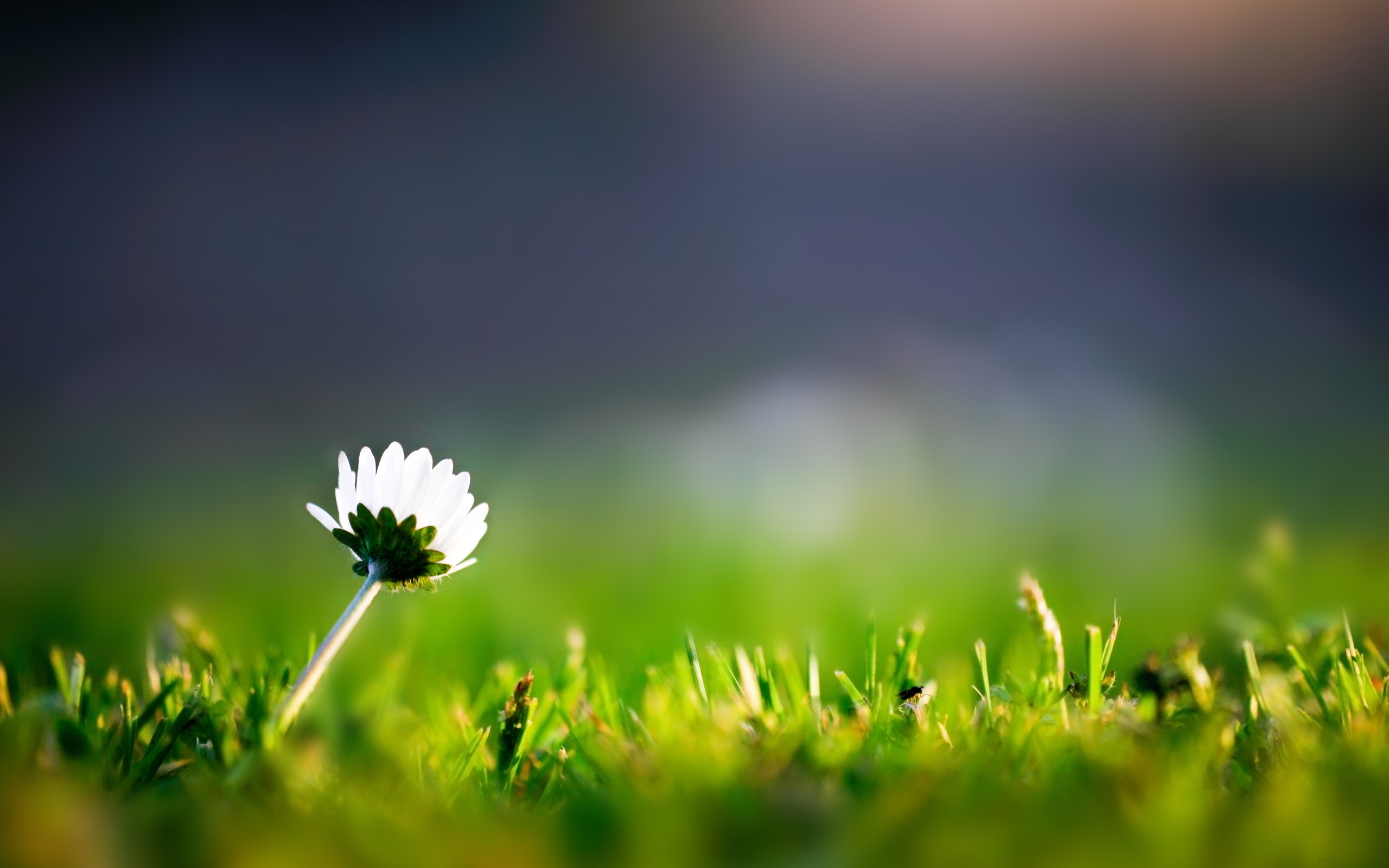 Одинокий цветок на фоне травы
